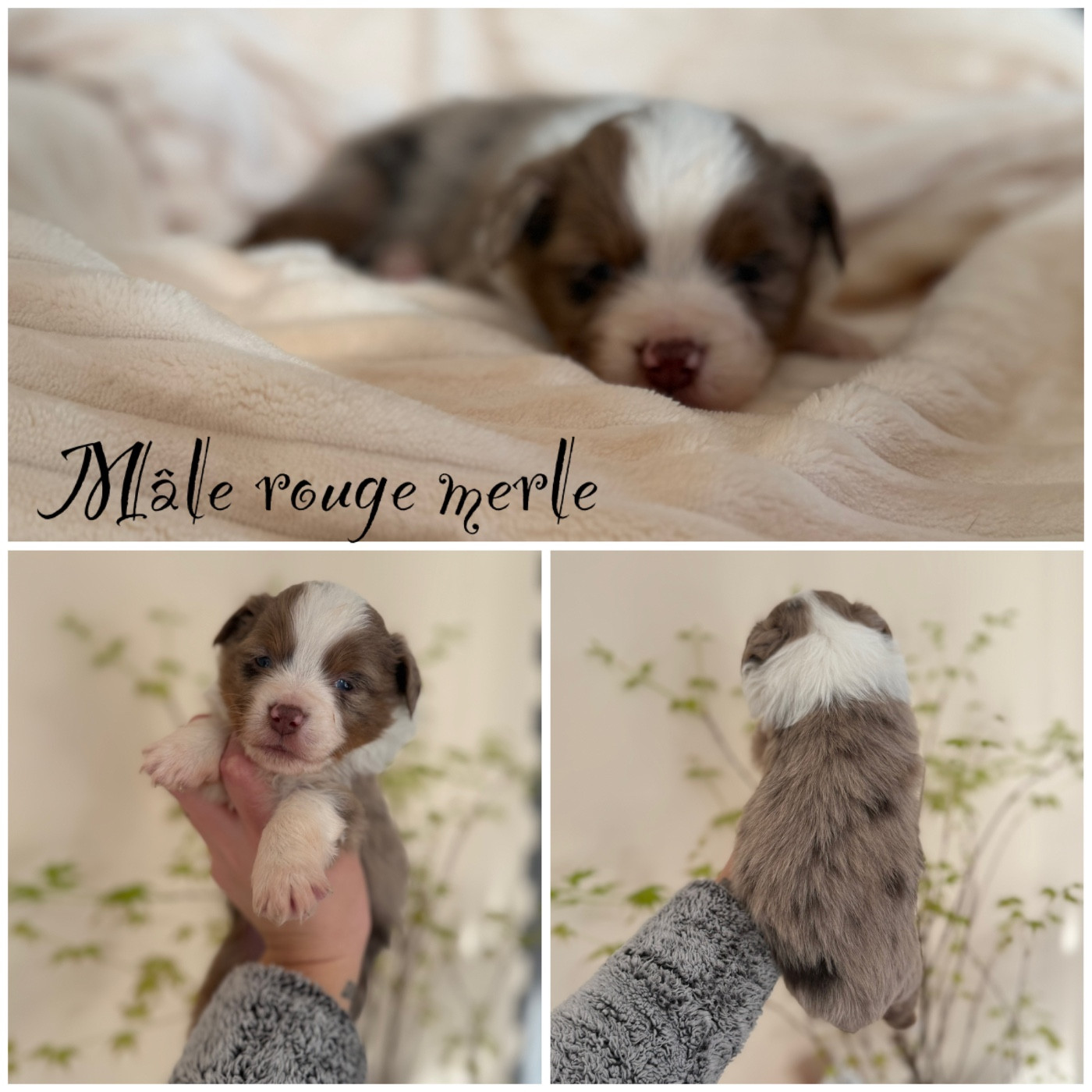 Des Terres De L'Avesnois - Chiots disponibles - Berger Américain Miniature 