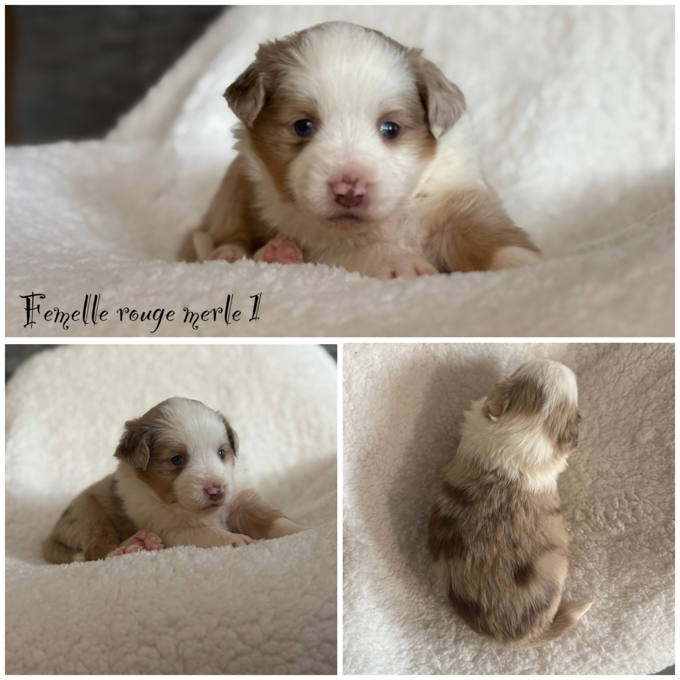 Des Terres De L'Avesnois - Chiots disponibles - Berger Américain Miniature 