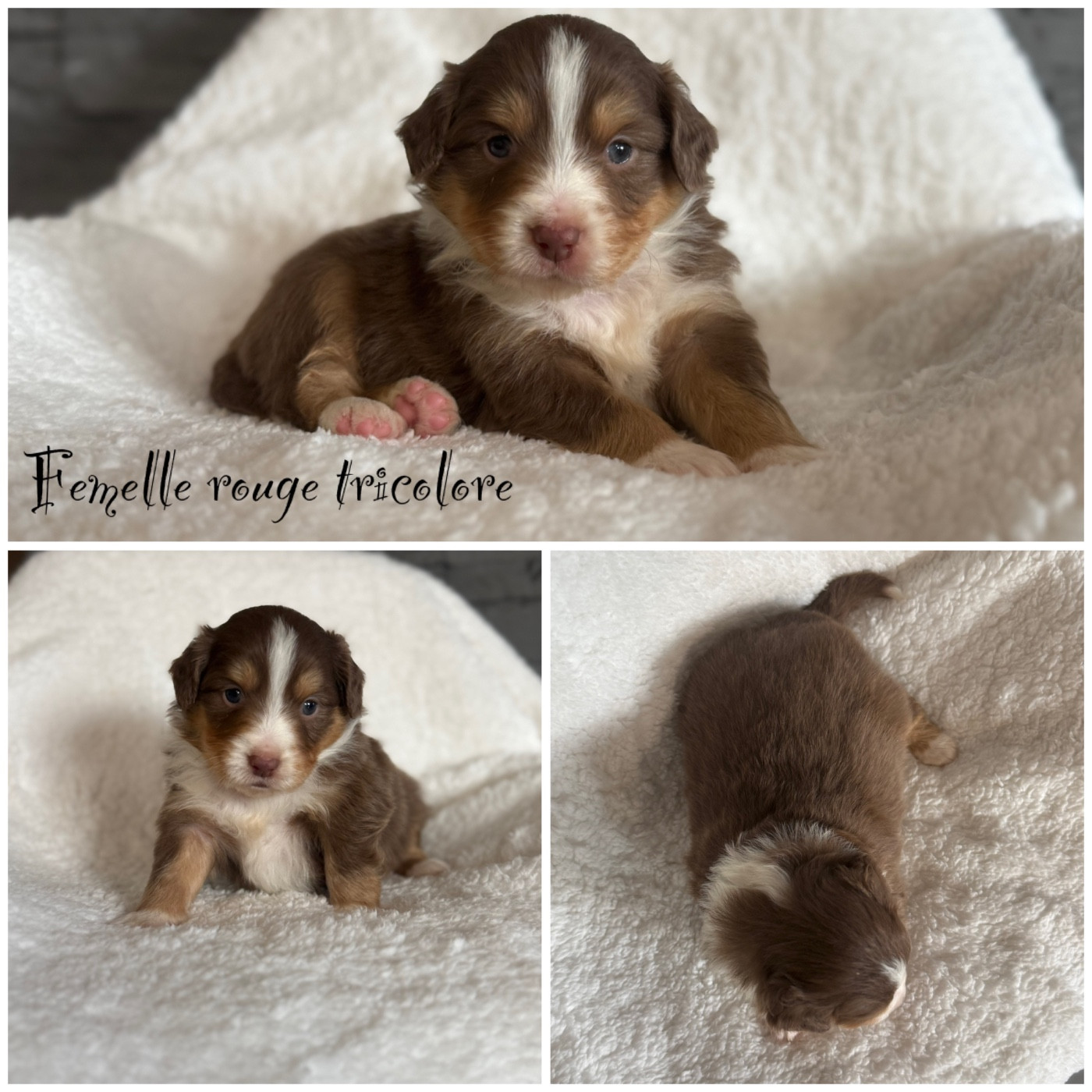 Des Terres De L'Avesnois - Chiots disponibles - Berger Américain Miniature 