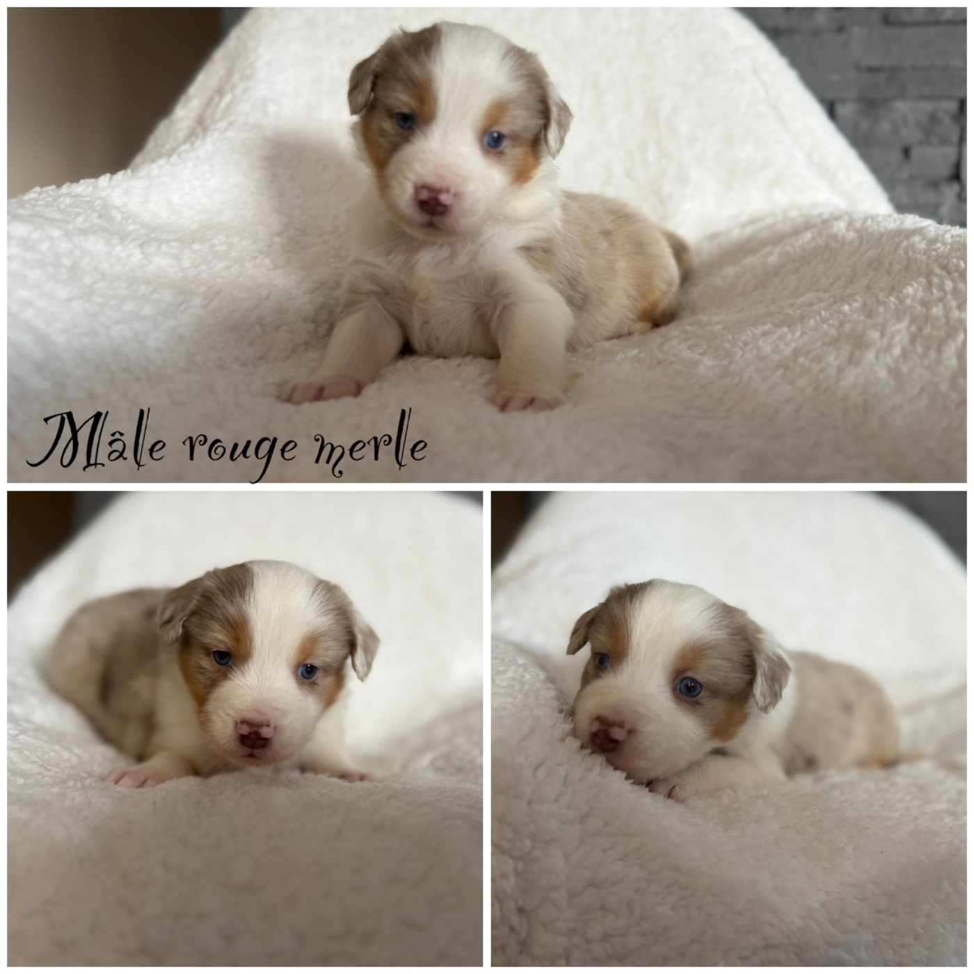 Des Terres De L'Avesnois - Chiots disponibles - Berger Américain Miniature 