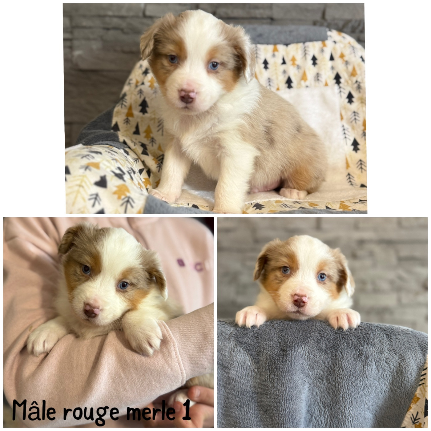 Des Terres De L'Avesnois - Chiots disponibles - Berger Américain Miniature 