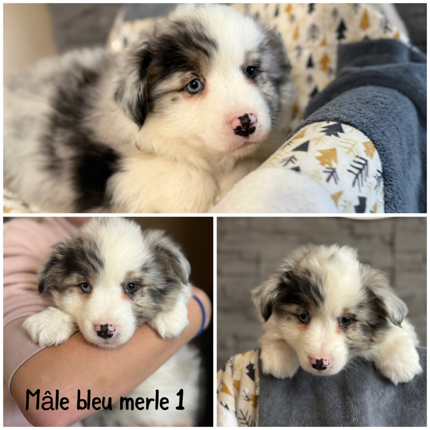 Des Terres De L'Avesnois - Chiots disponibles - Berger Américain Miniature 