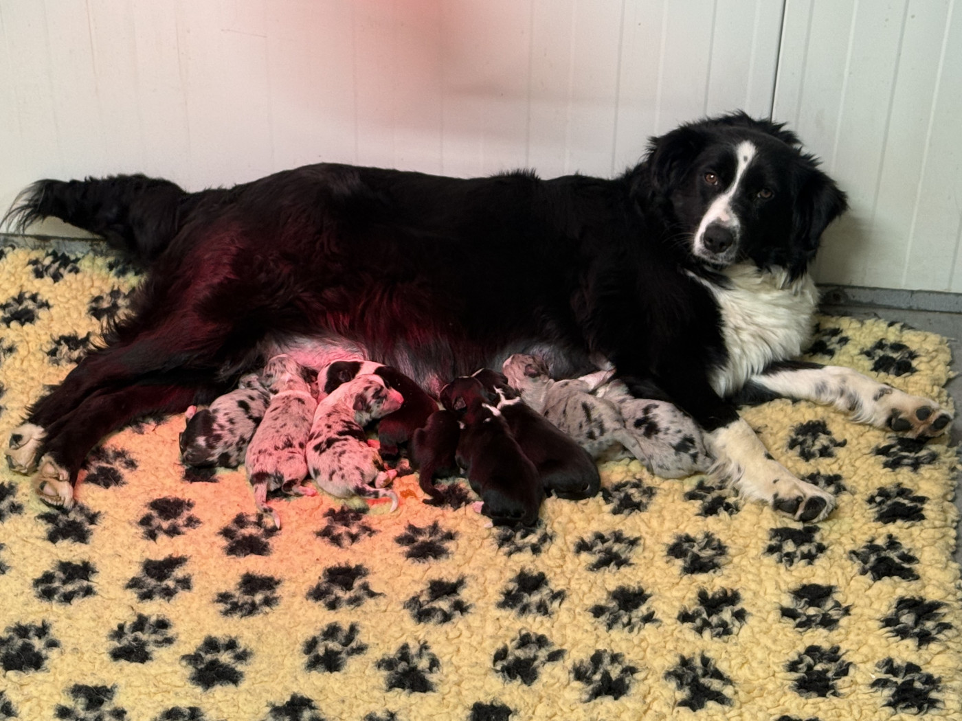 Chiot Berger Américain Miniature  Des Terres De L'Avesnois