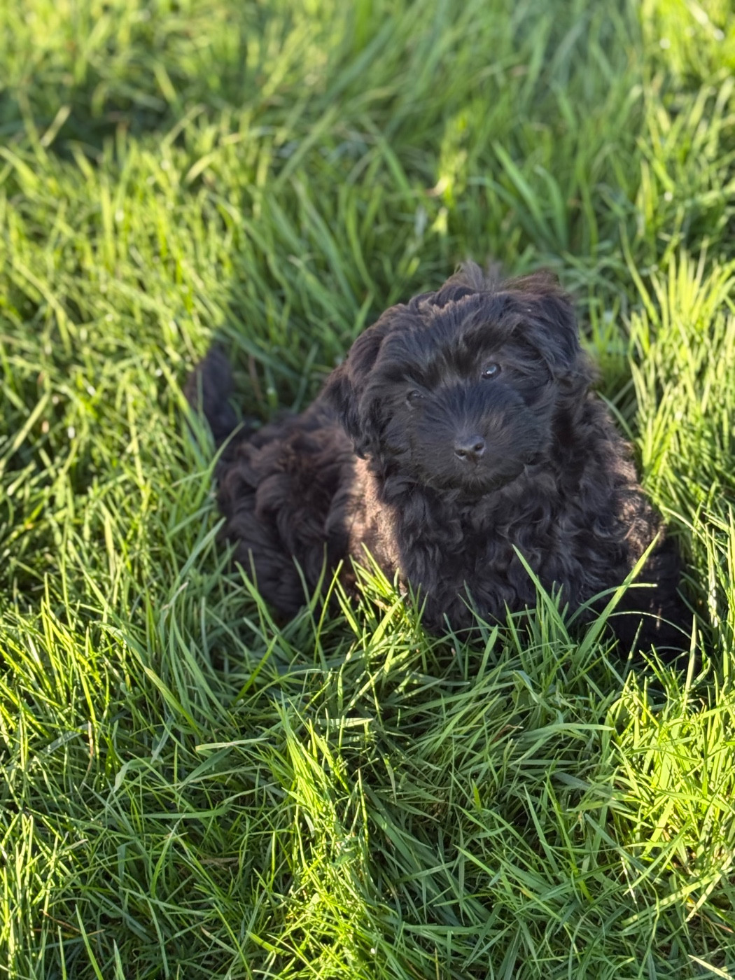 Des Terres De L'Avesnois - Chiots disponibles - Bichon Havanais