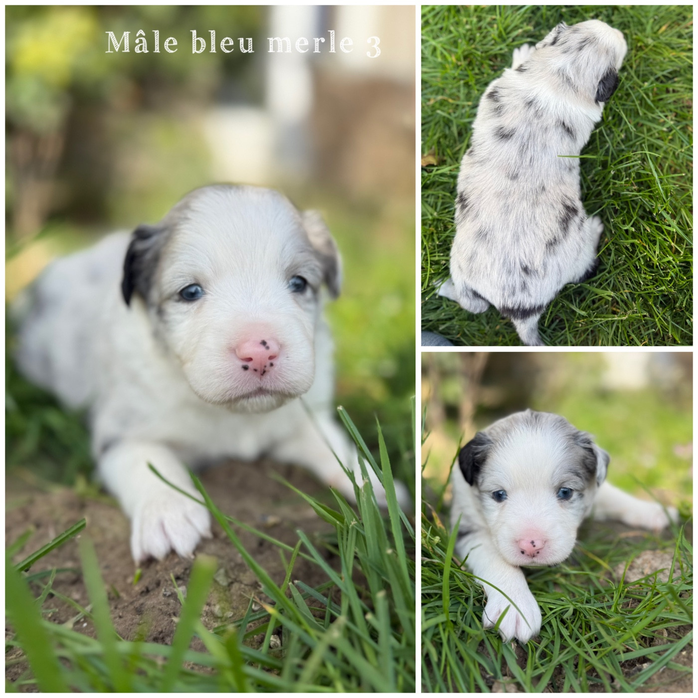 Des Terres De L'Avesnois - Chiots disponibles - Berger Américain Miniature 