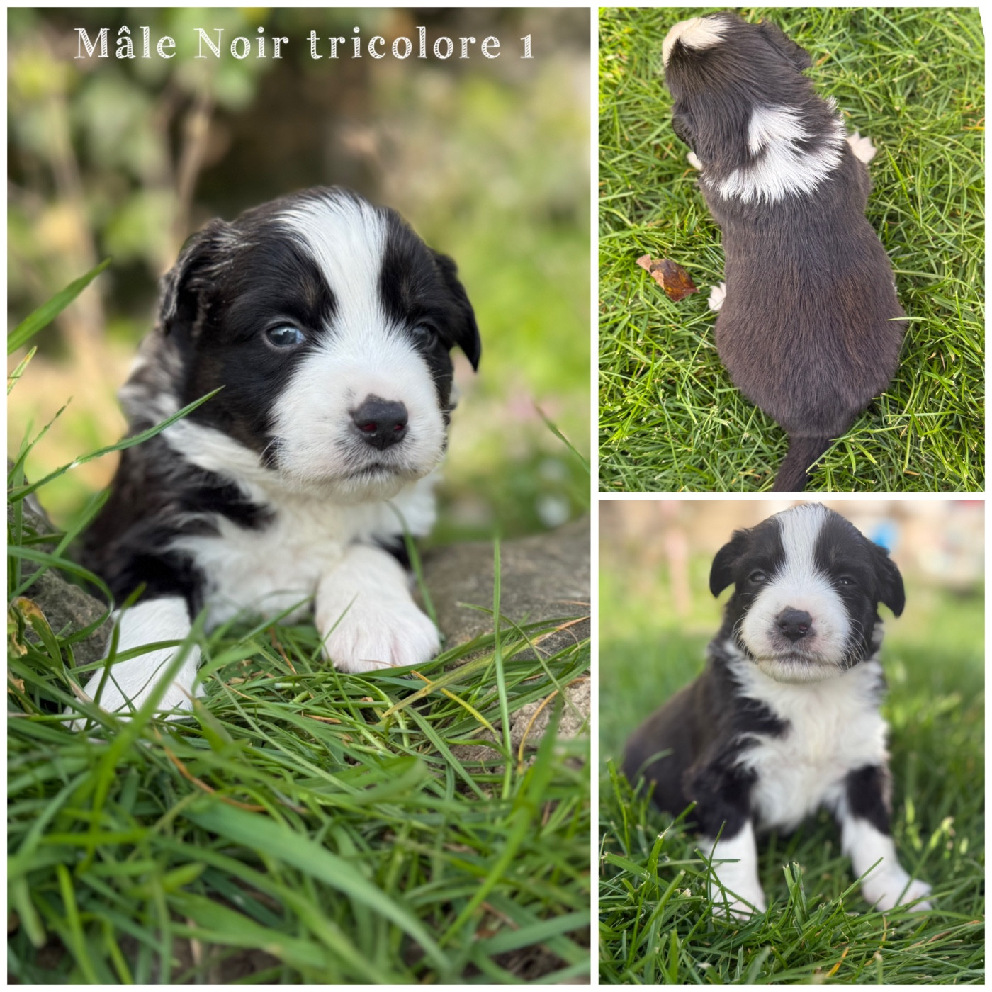 Des Terres De L'Avesnois - Chiots disponibles - Berger Américain Miniature 
