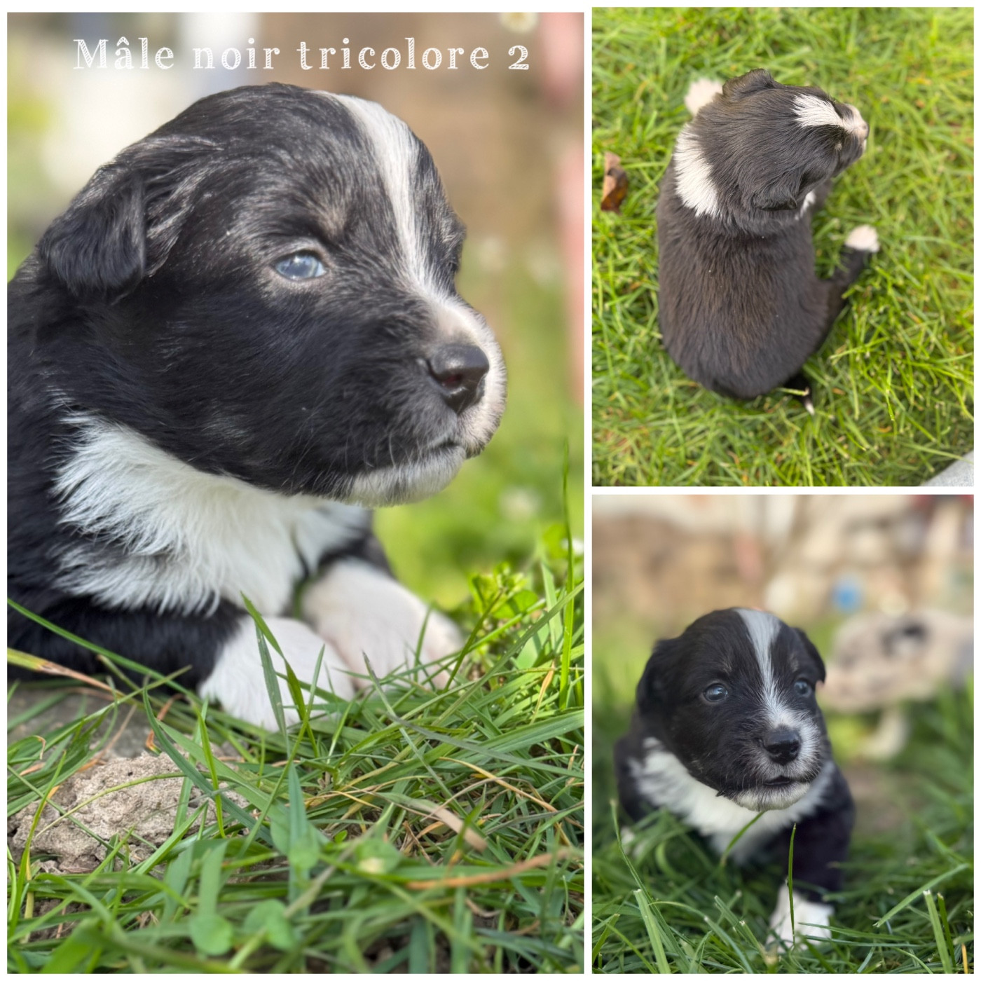 Des Terres De L'Avesnois - Chiots disponibles - Berger Américain Miniature 