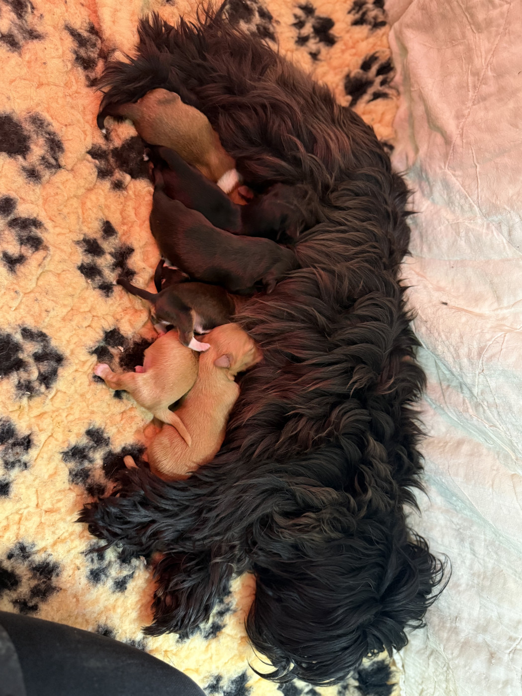 Chiot Bichon Havanais Des Terres De L'Avesnois