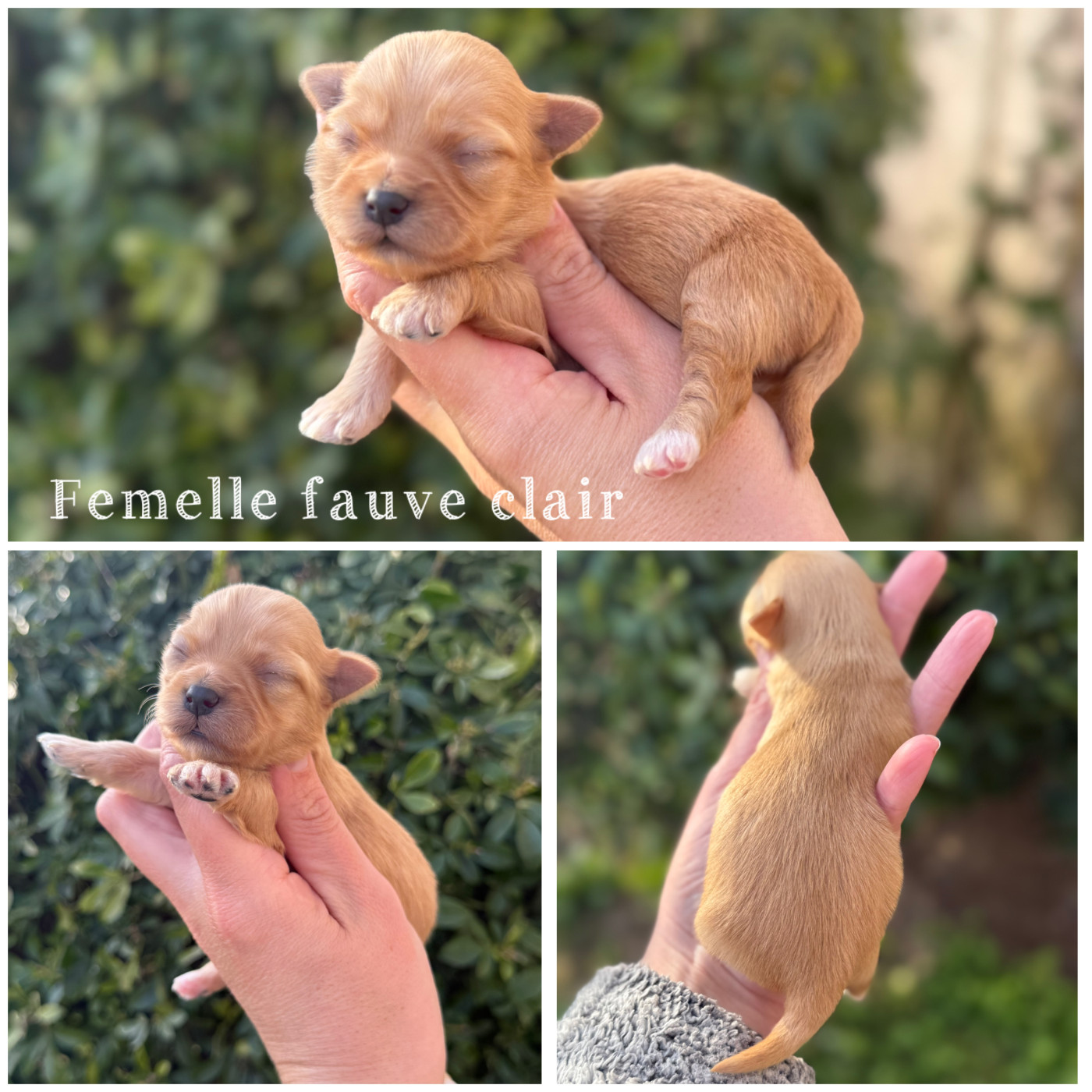 Des Terres De L'Avesnois - Chiots disponibles - Bichon Havanais