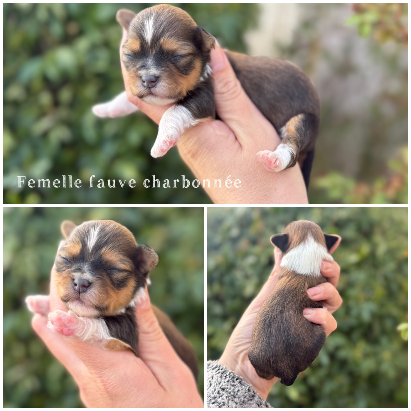 Des Terres De L'Avesnois - Chiots disponibles - Bichon Havanais