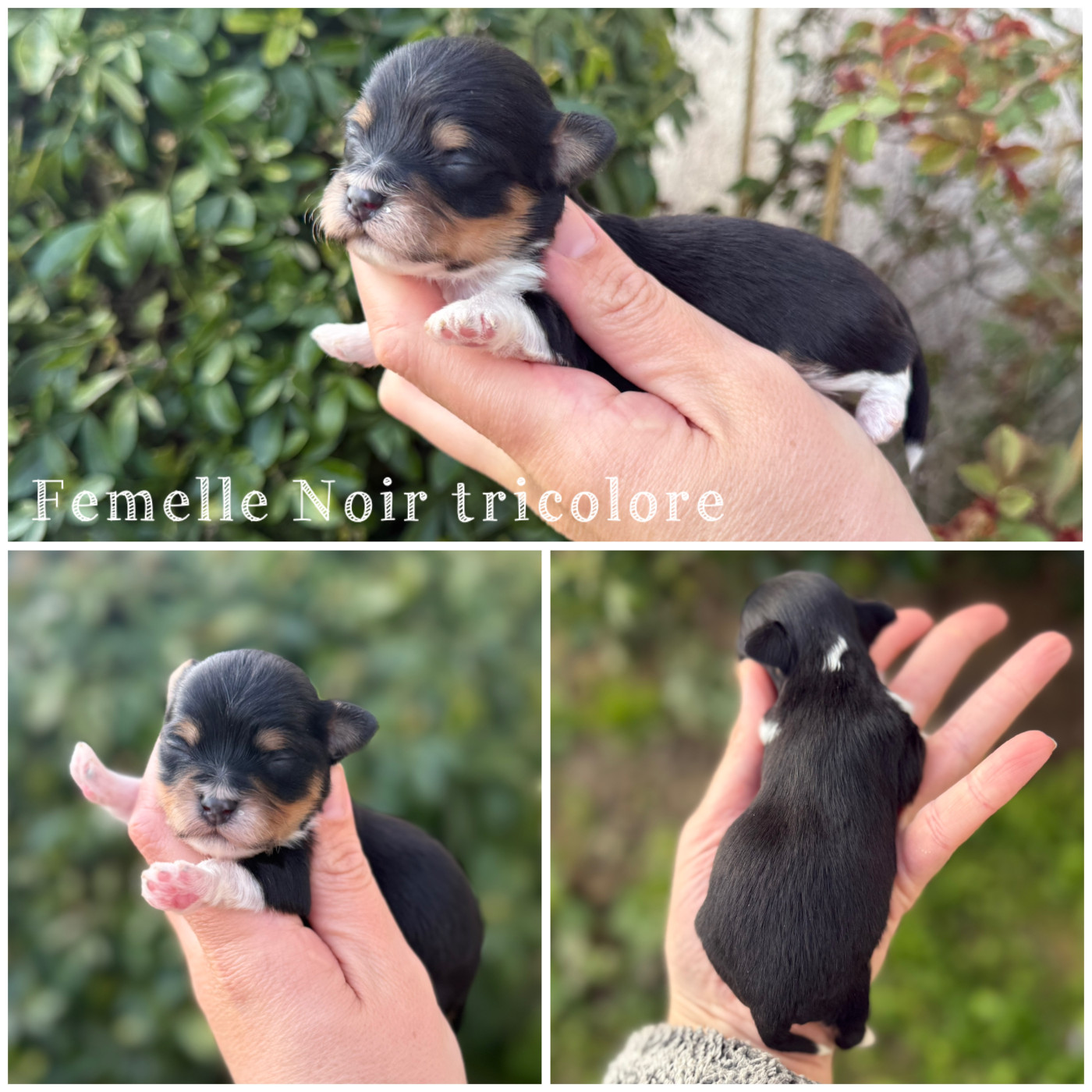 Des Terres De L'Avesnois - Chiots disponibles - Bichon Havanais