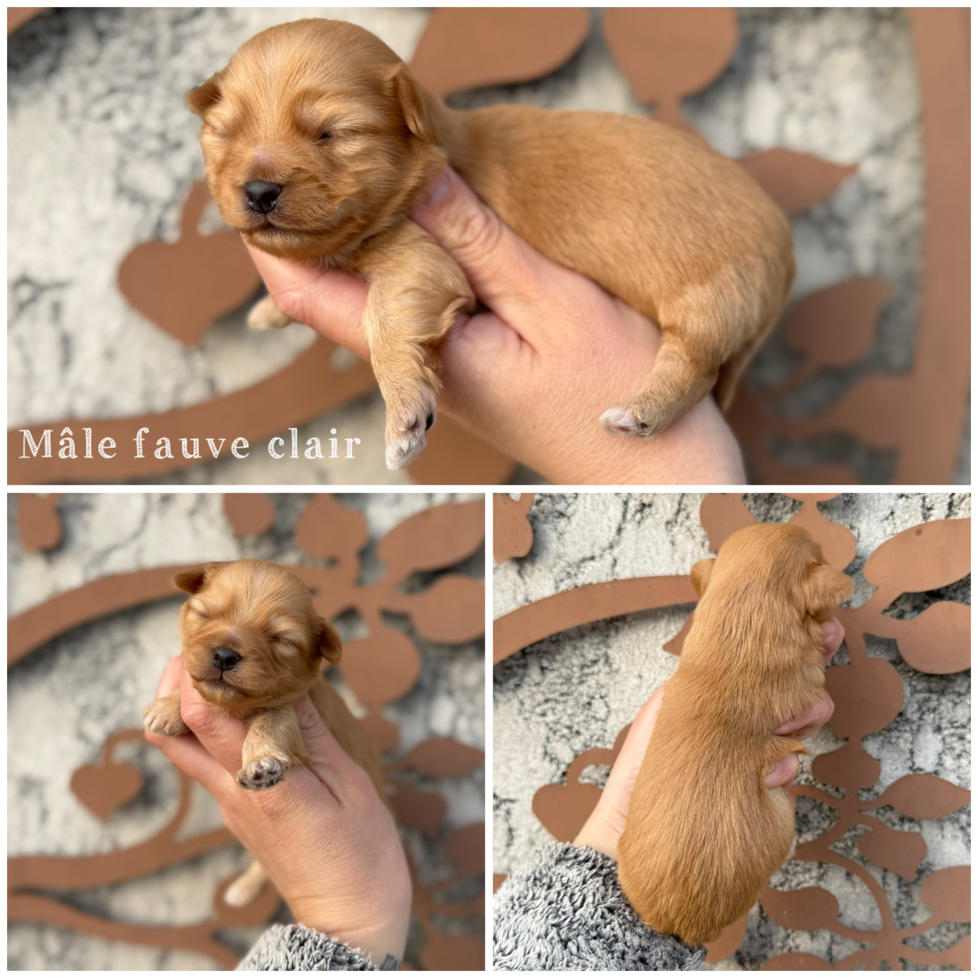 Des Terres De L'Avesnois - Chiots disponibles - Bichon Havanais