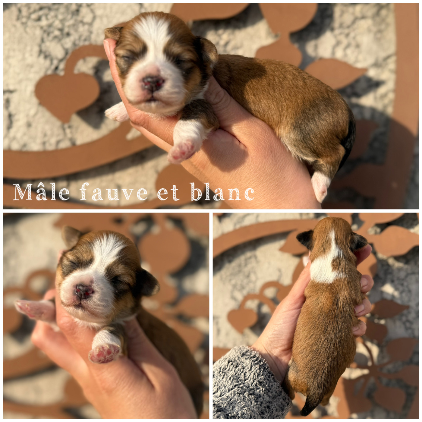 Des Terres De L'Avesnois - Chiots disponibles - Bichon Havanais