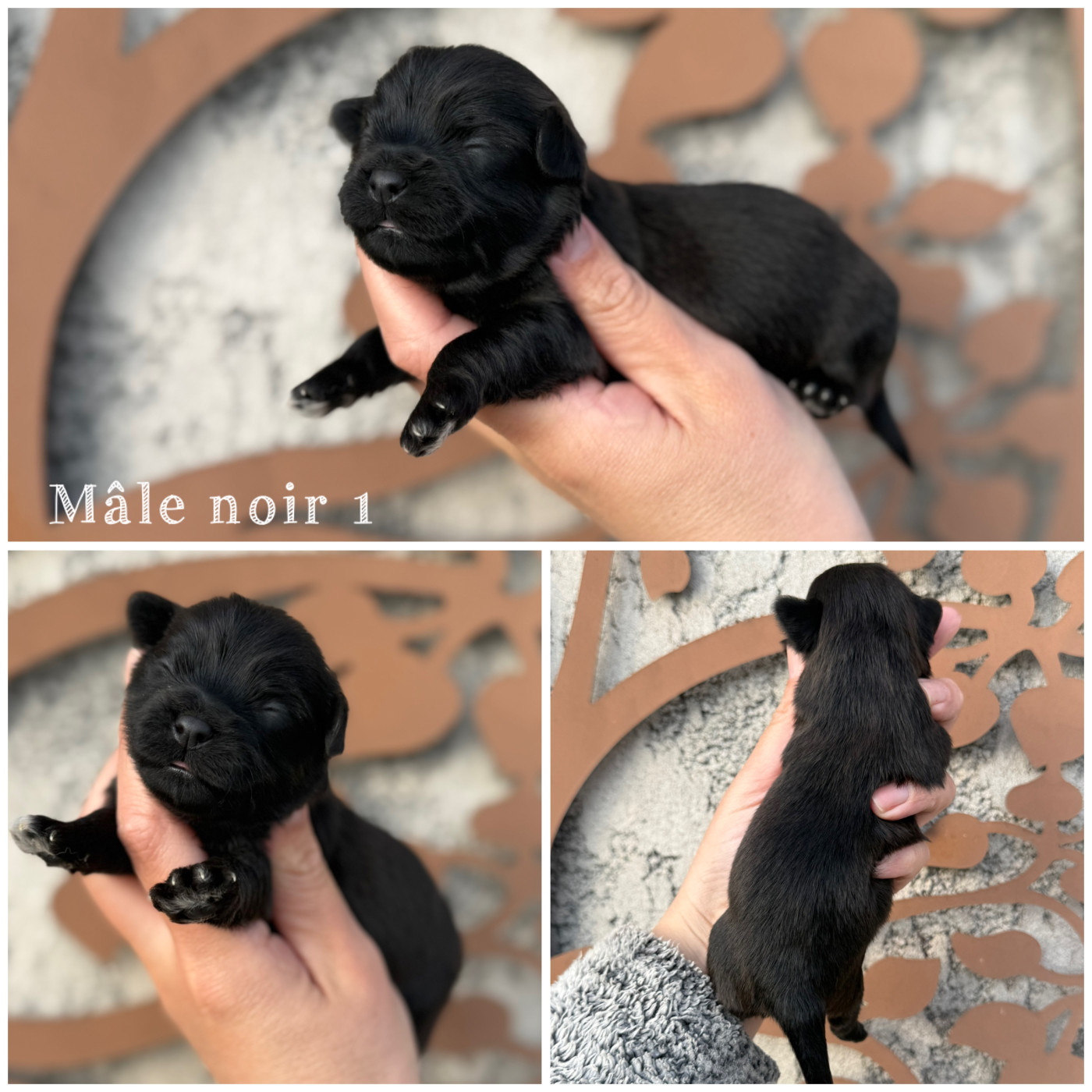 Des Terres De L'Avesnois - Chiots disponibles - Bichon Havanais