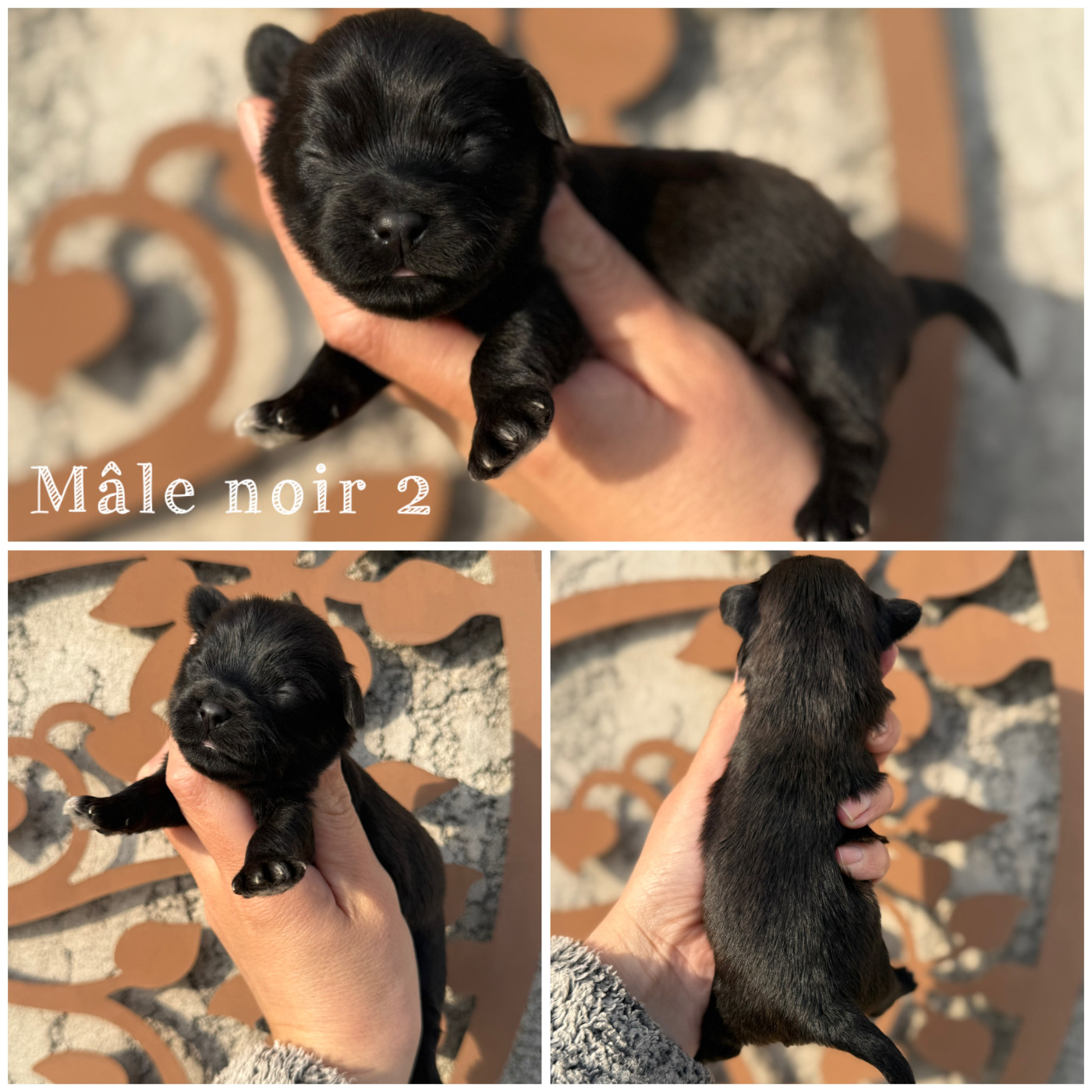 Des Terres De L'Avesnois - Chiots disponibles - Bichon Havanais