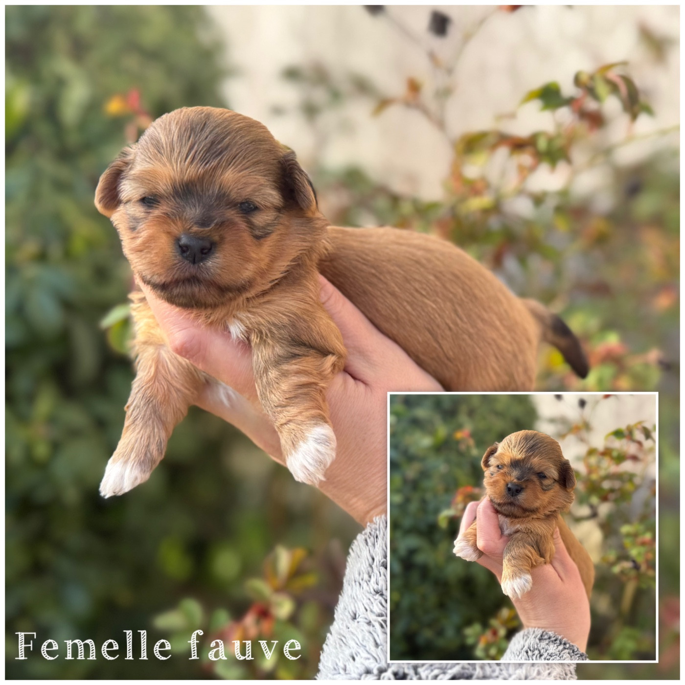 Des Terres De L'Avesnois - Chiots disponibles - Bichon Havanais