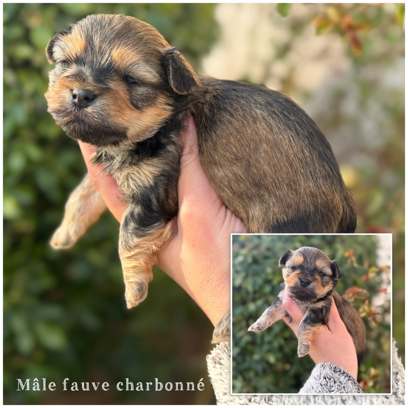 Des Terres De L'Avesnois - Chiots disponibles - Bichon Havanais