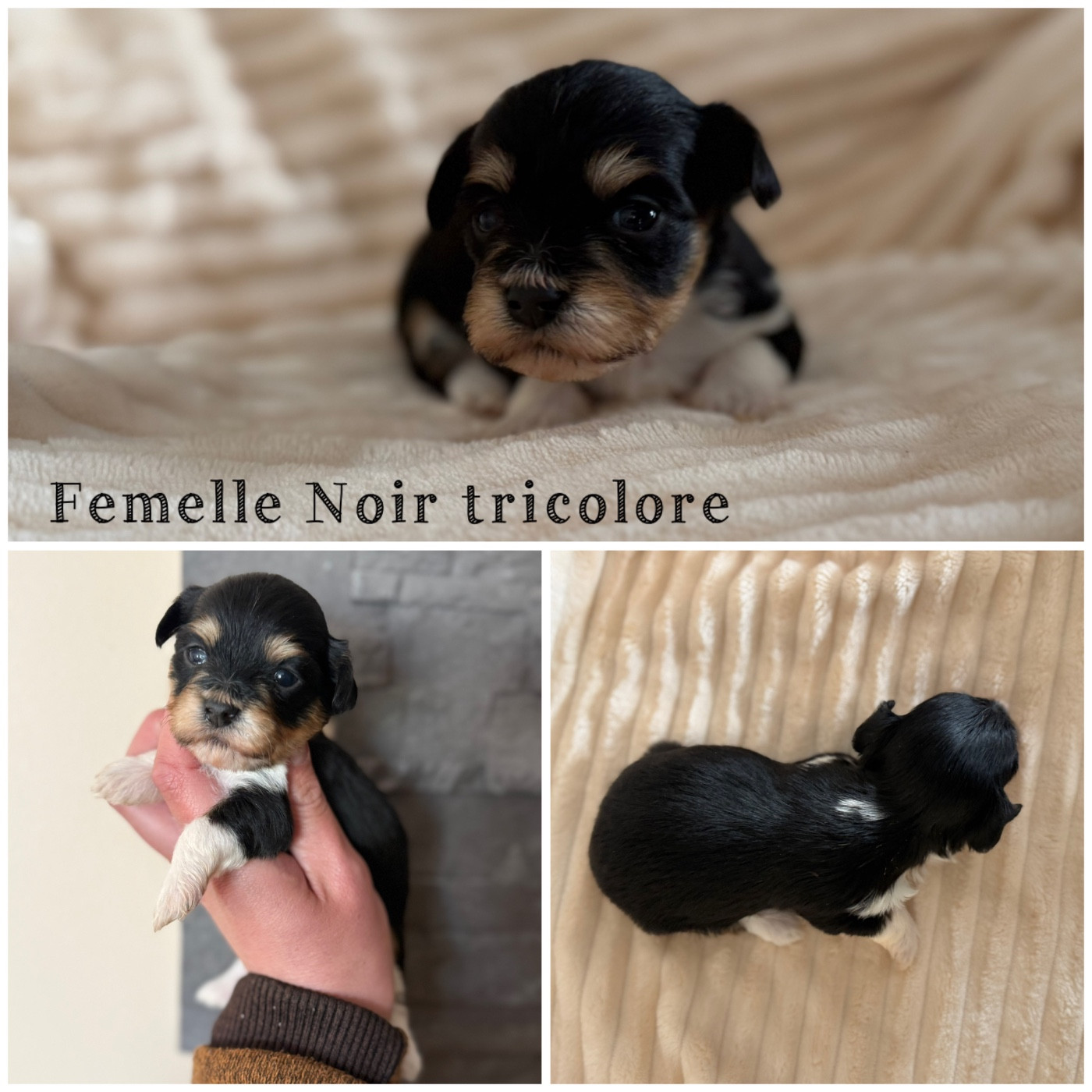 Des Terres De L'Avesnois - Chiots disponibles - Bichon Havanais