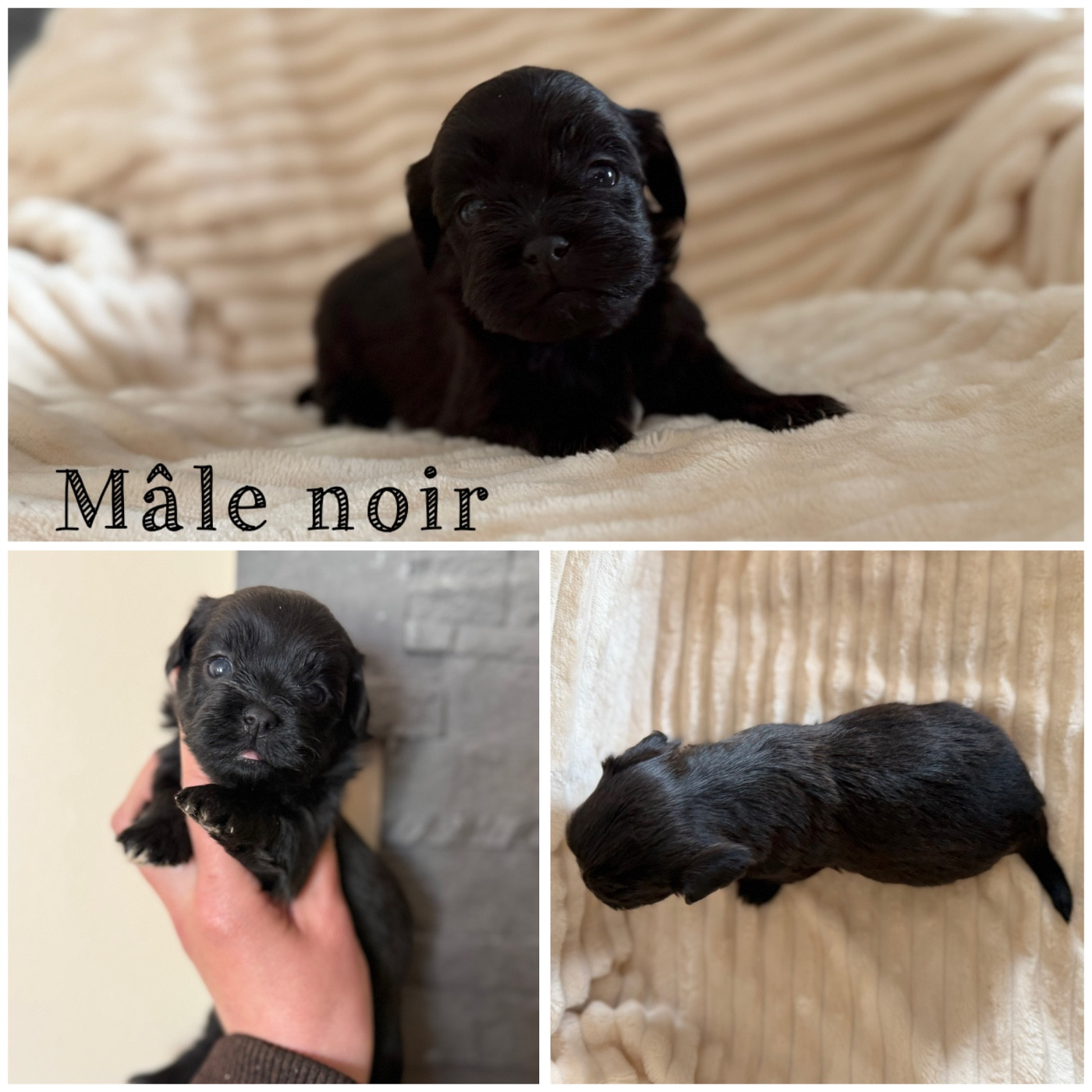 Des Terres De L'Avesnois - Chiots disponibles - Bichon Havanais