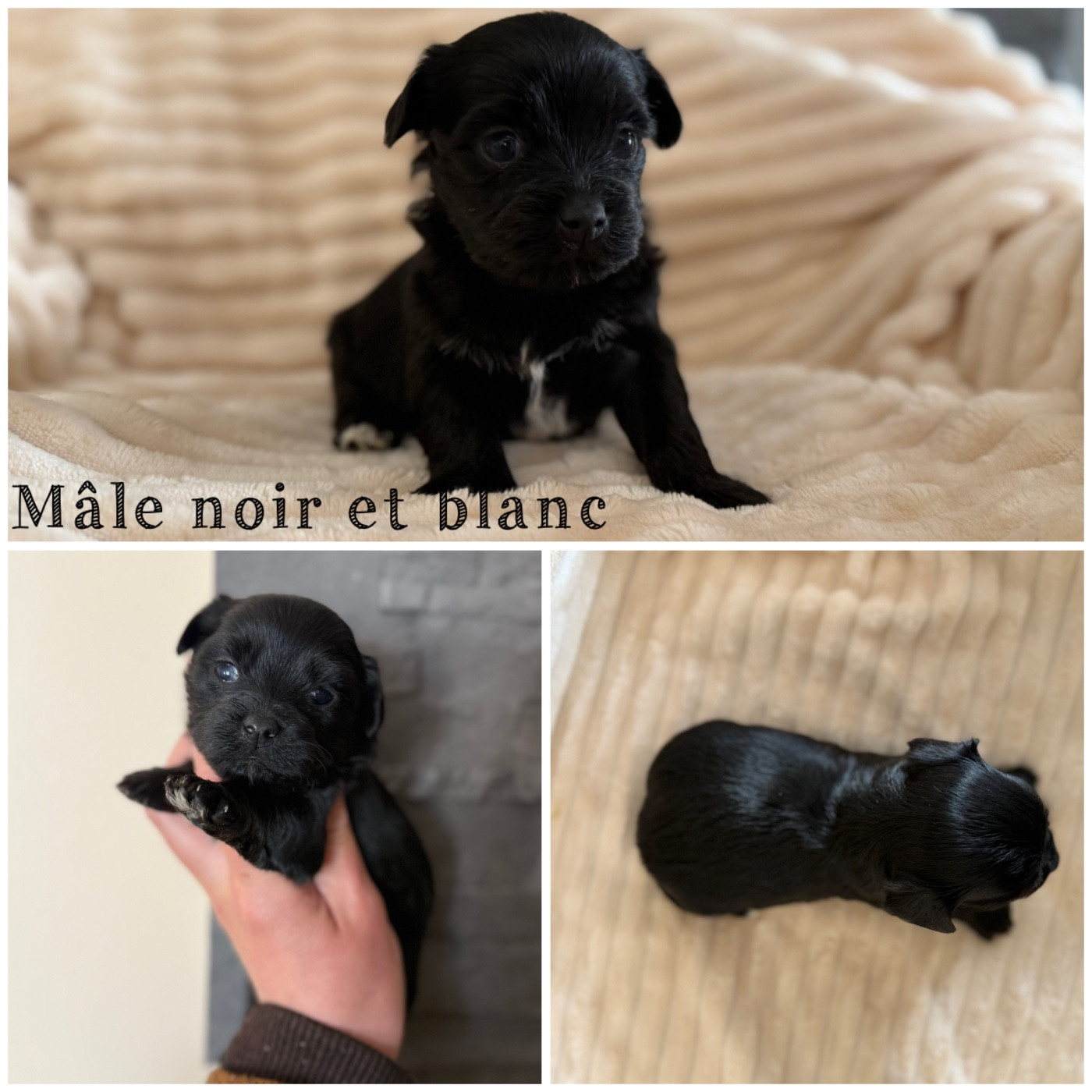 Des Terres De L'Avesnois - Chiots disponibles - Bichon Havanais