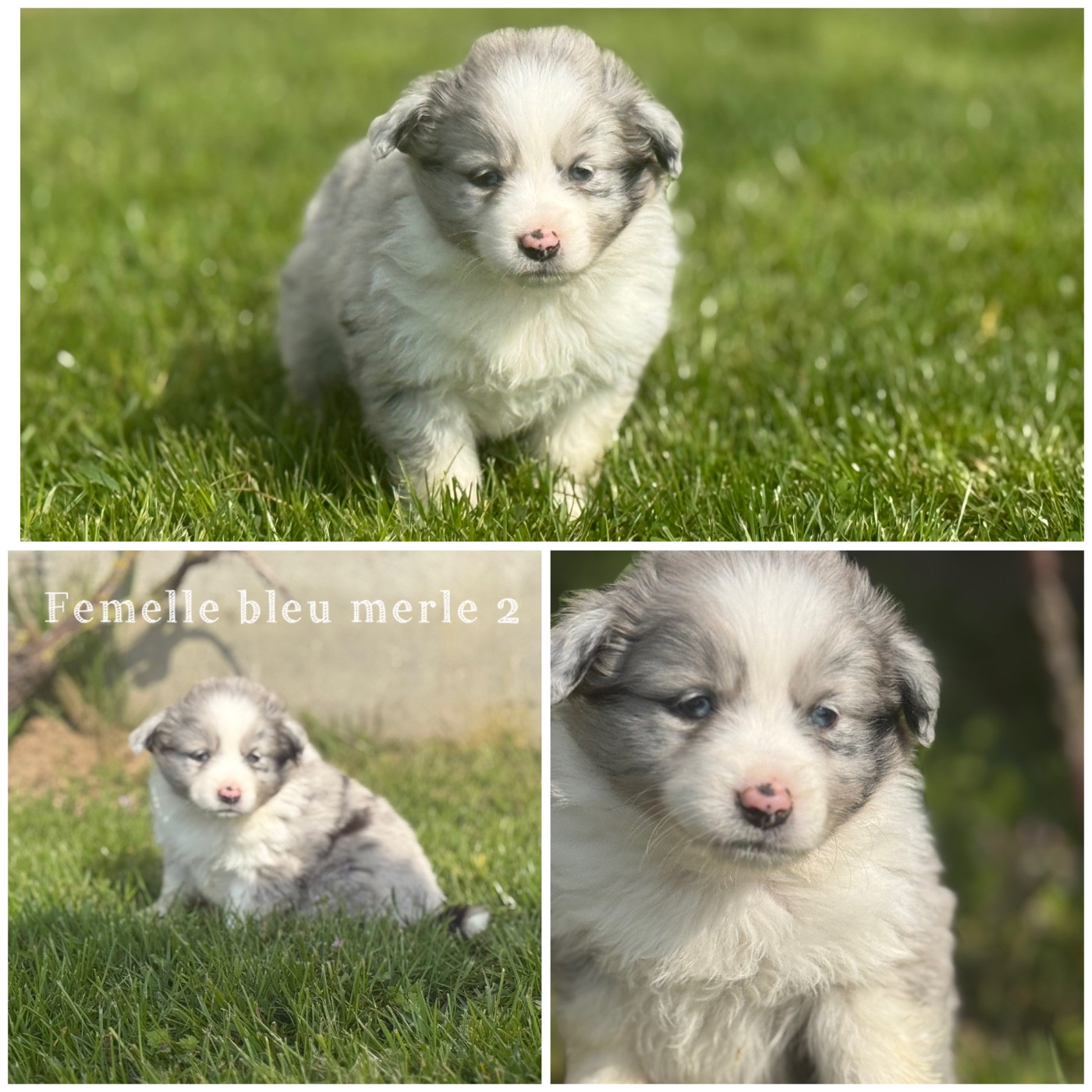 Des Terres De L'Avesnois - Chiots disponibles - Berger Américain Miniature 