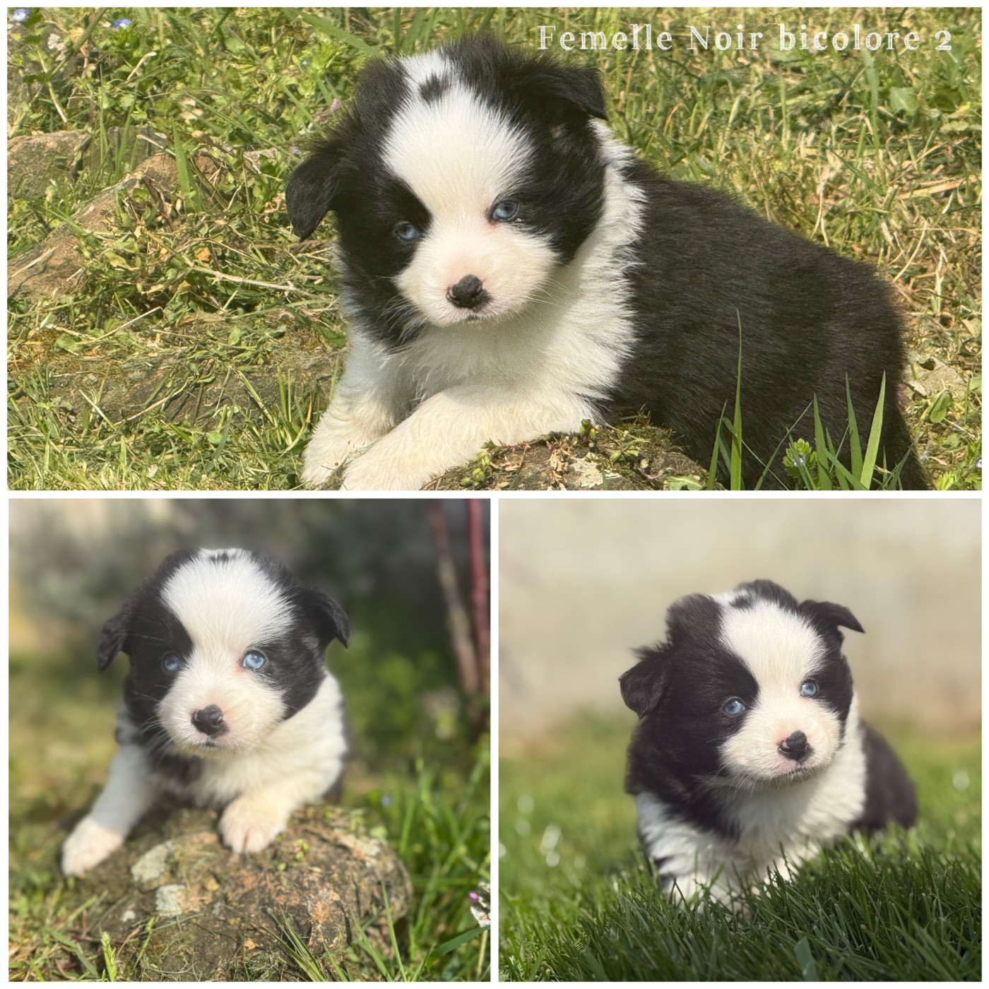 Des Terres De L'Avesnois - Chiots disponibles - Berger Américain Miniature 