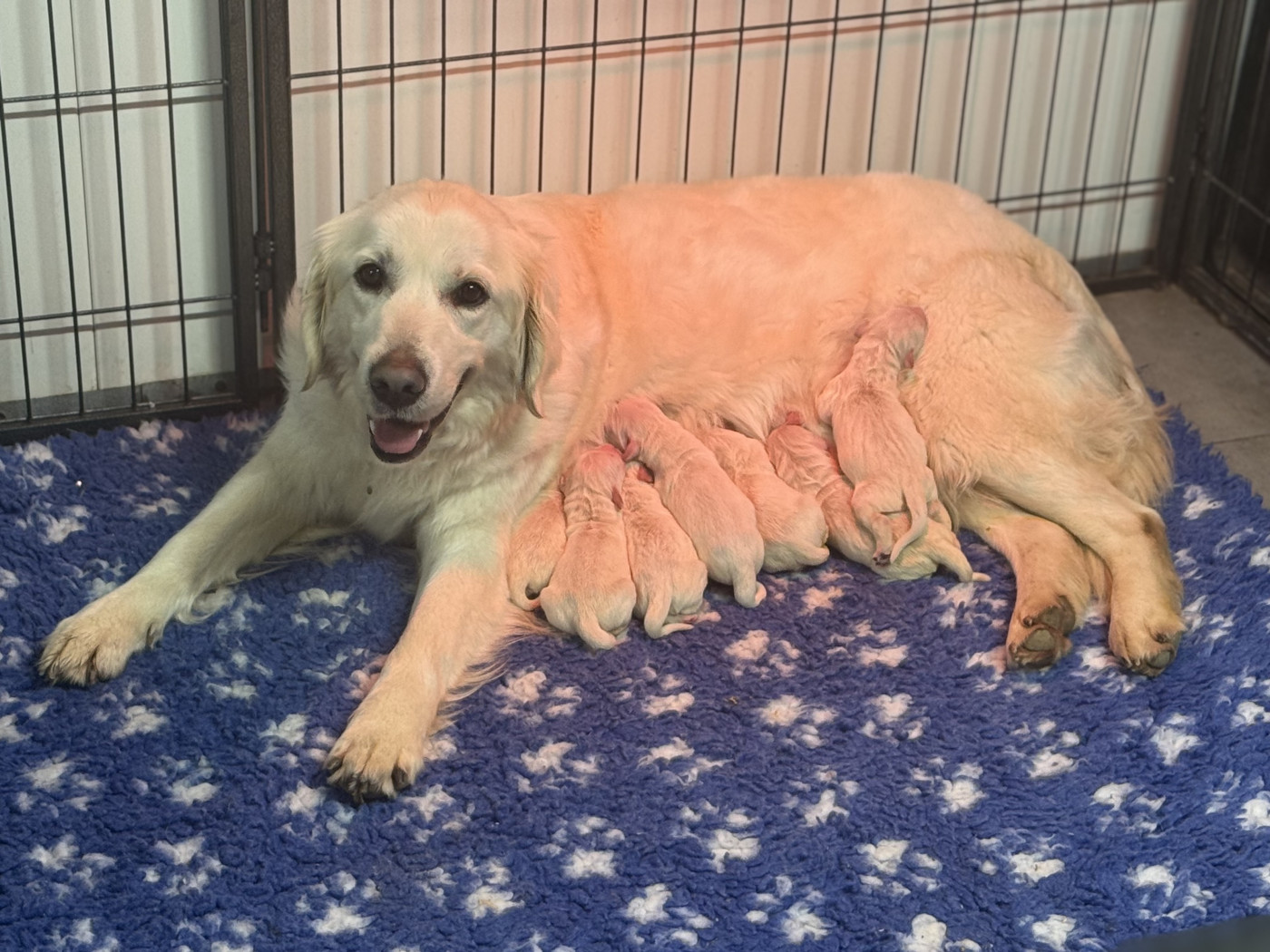 Chiot Golden Retriever Des Terres De L'Avesnois