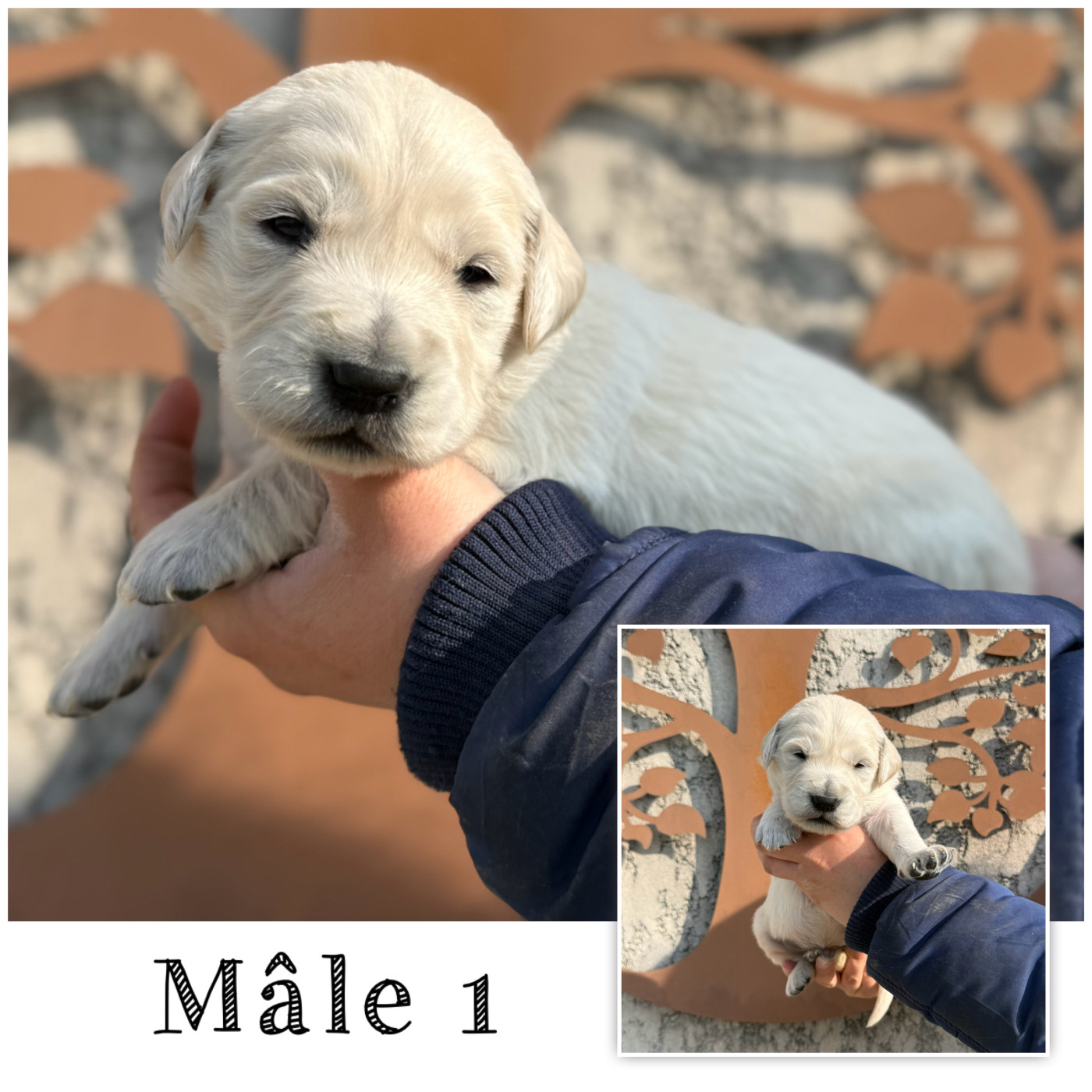 Des Terres De L'Avesnois - Chiots disponibles - Golden Retriever