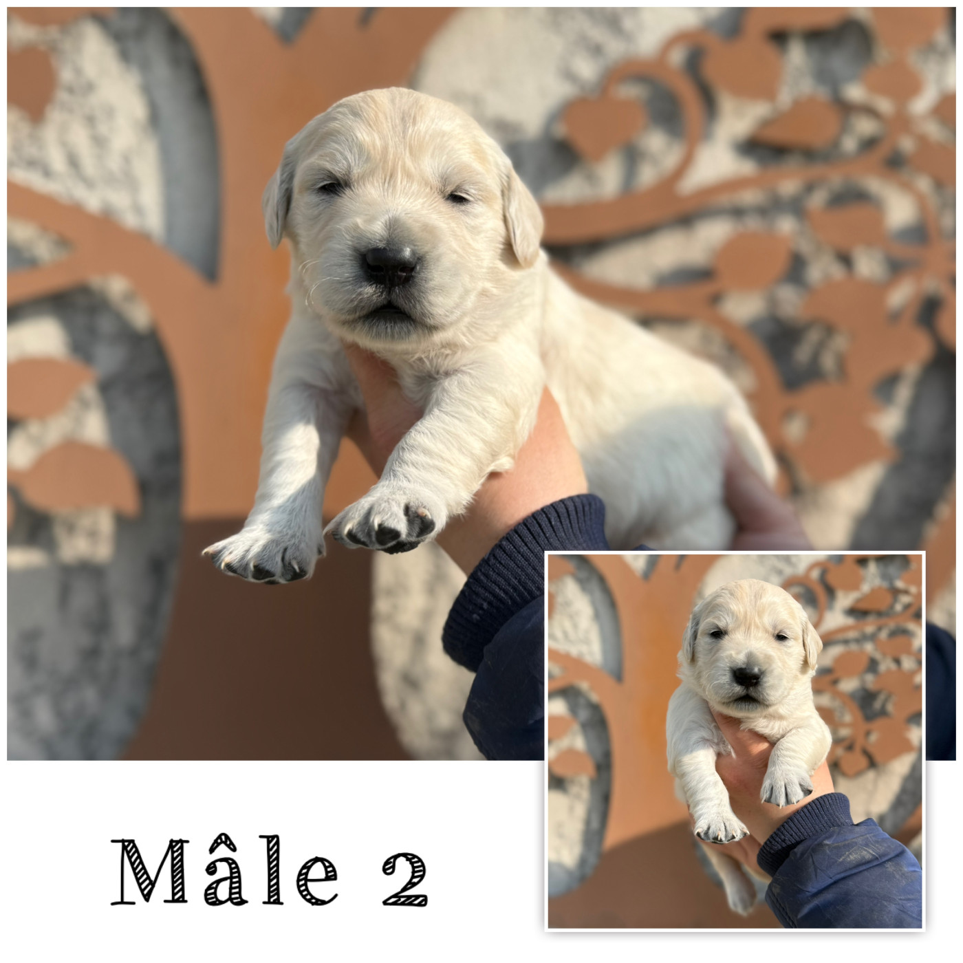 Des Terres De L'Avesnois - Chiots disponibles - Golden Retriever