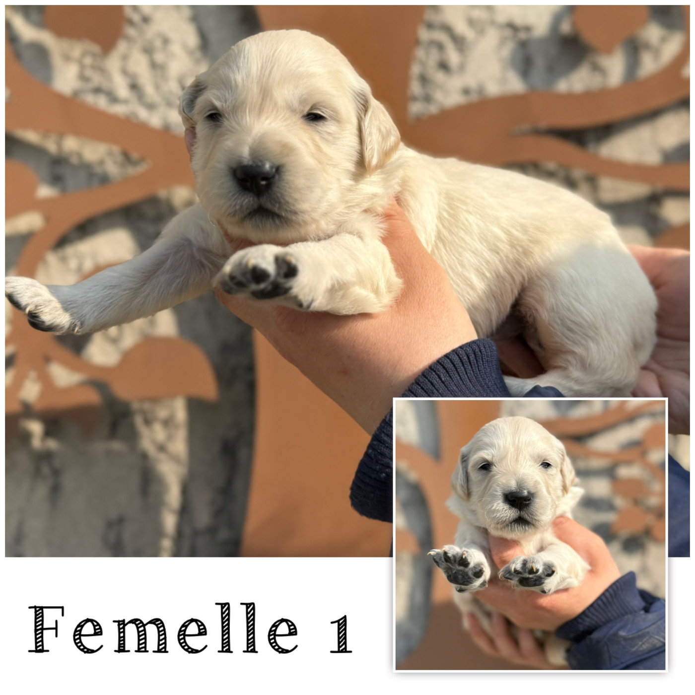 Des Terres De L'Avesnois - Chiots disponibles - Golden Retriever