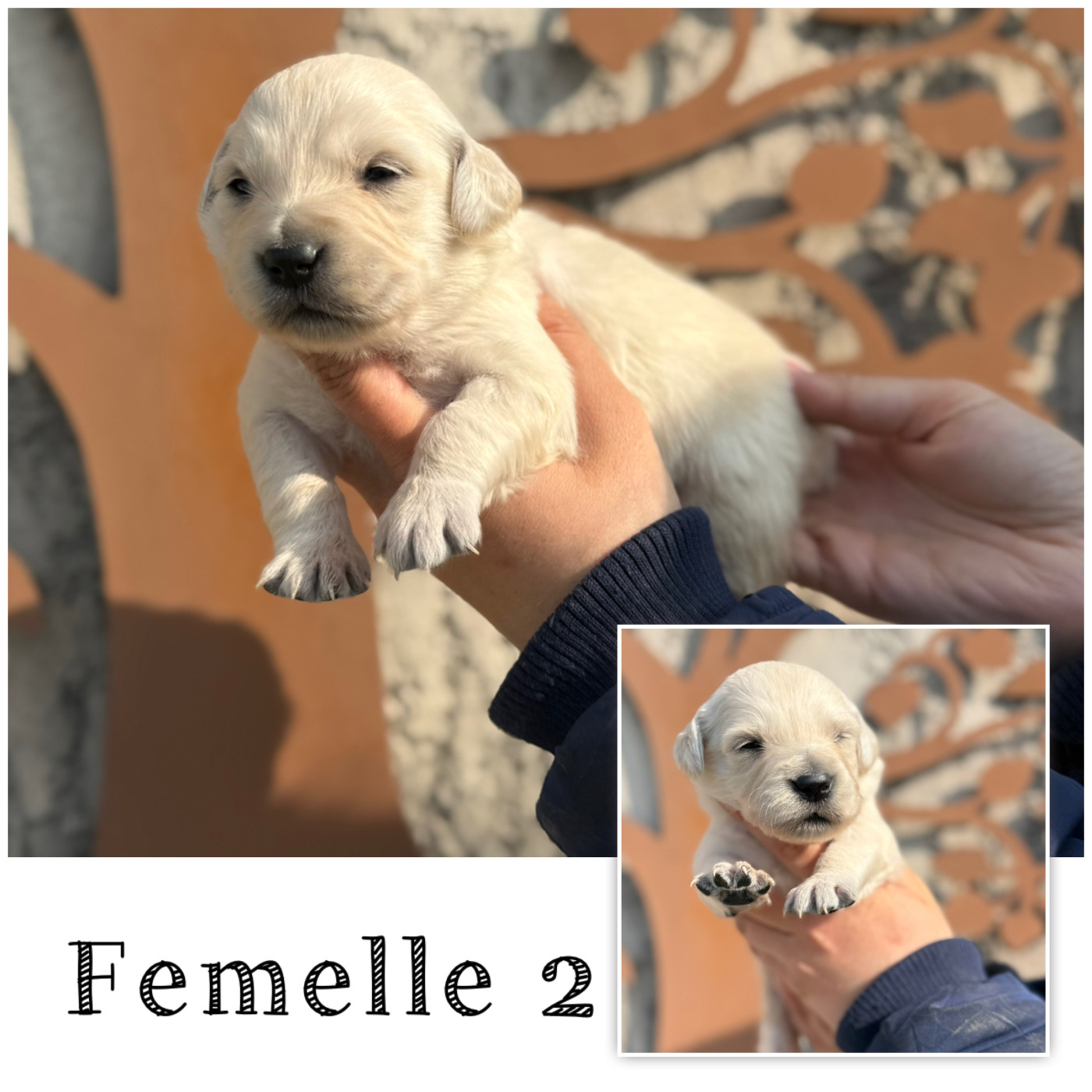 Des Terres De L'Avesnois - Chiots disponibles - Golden Retriever