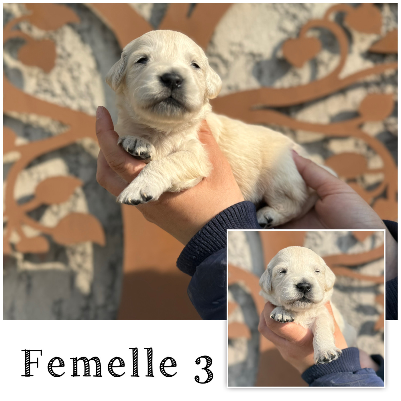 Des Terres De L'Avesnois - Chiots disponibles - Golden Retriever