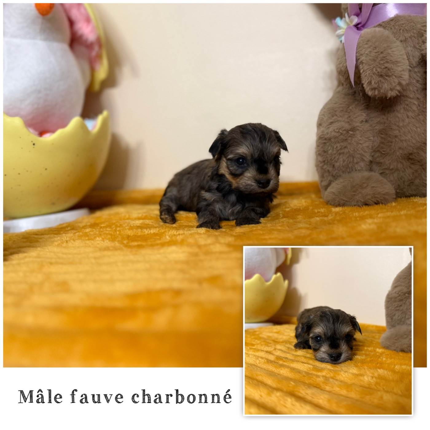 Des Terres De L'Avesnois - Chiots disponibles - Bichon Havanais
