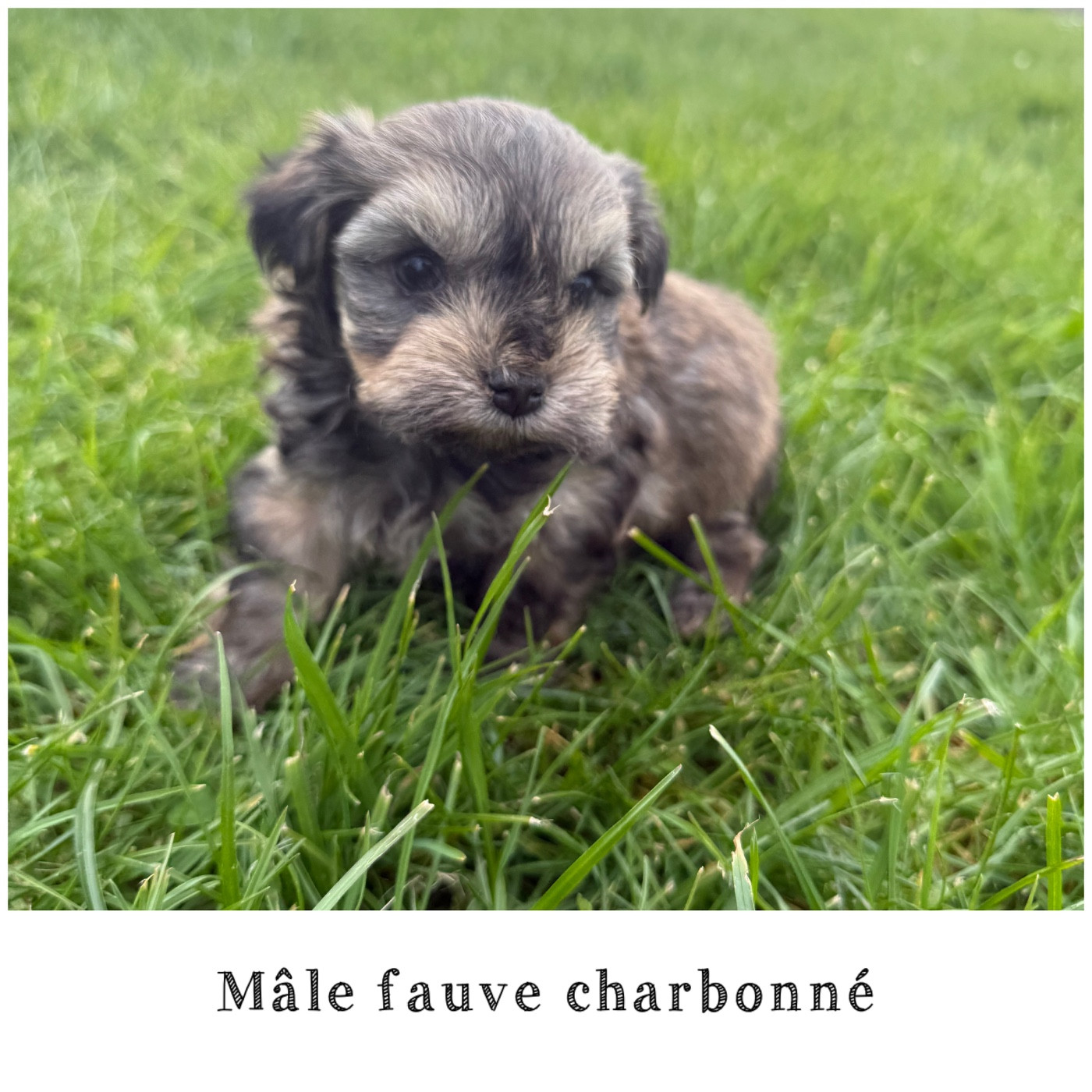 Des Terres De L'Avesnois - Chiots disponibles - Bichon Havanais
