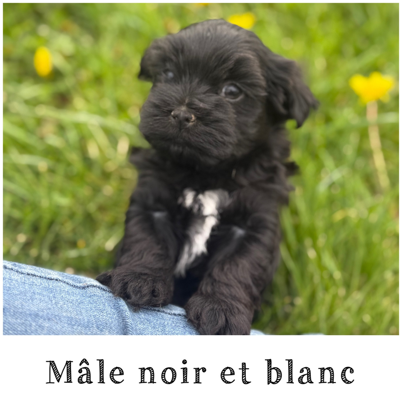Des Terres De L'Avesnois - Chiots disponibles - Bichon Havanais