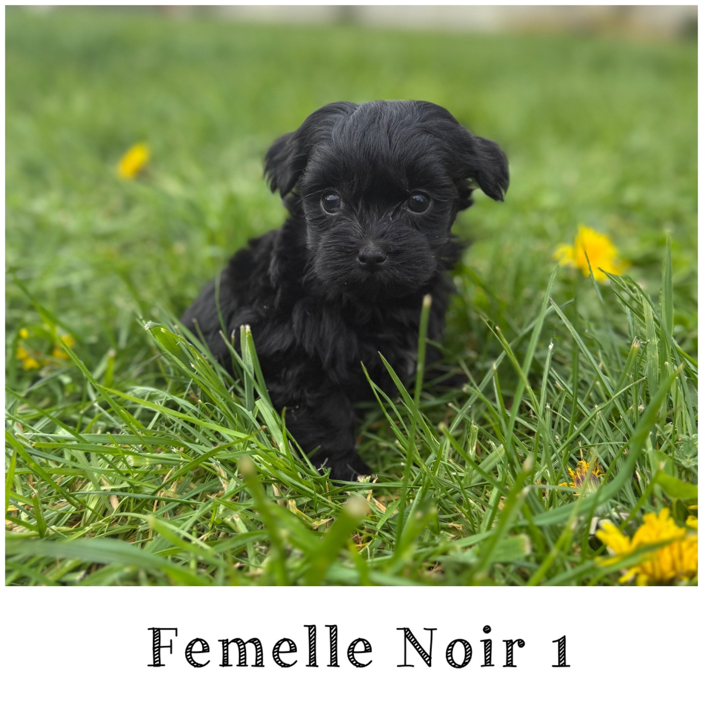 Des Terres De L'Avesnois - Chiots disponibles - Bichon Havanais