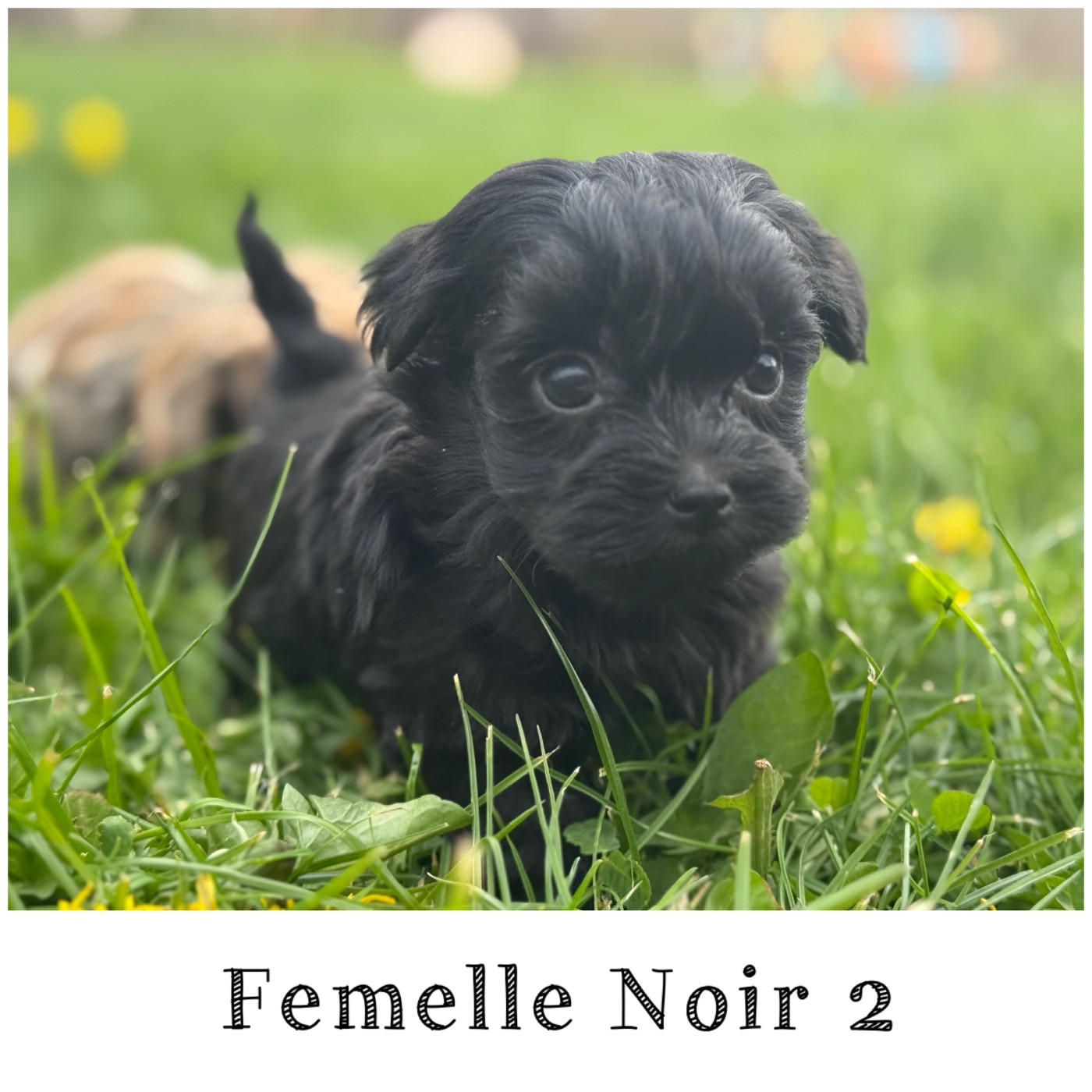 Des Terres De L'Avesnois - Chiots disponibles - Bichon Havanais