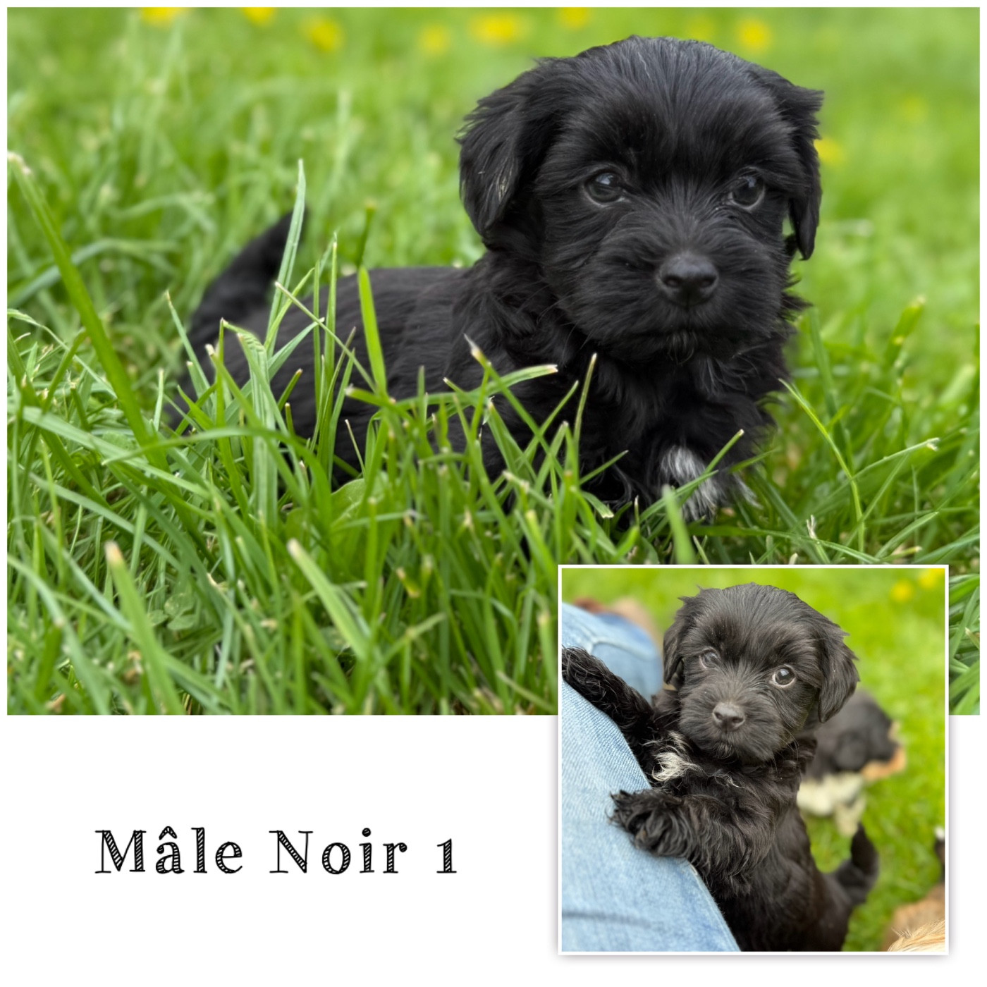 Des Terres De L'Avesnois - Chiots disponibles - Bichon Havanais