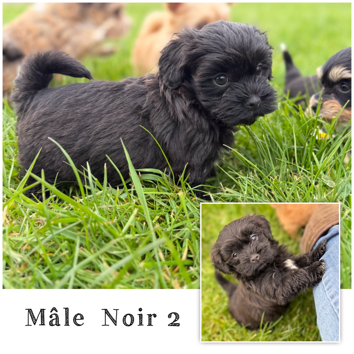 Des Terres De L'Avesnois - Chiots disponibles - Bichon Havanais