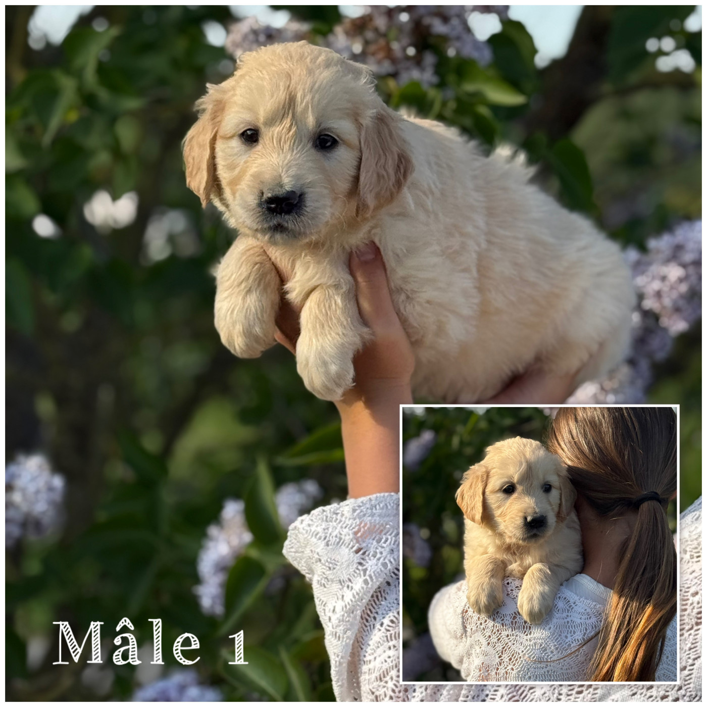 Des Terres De L'Avesnois - Chiots disponibles - Golden Retriever