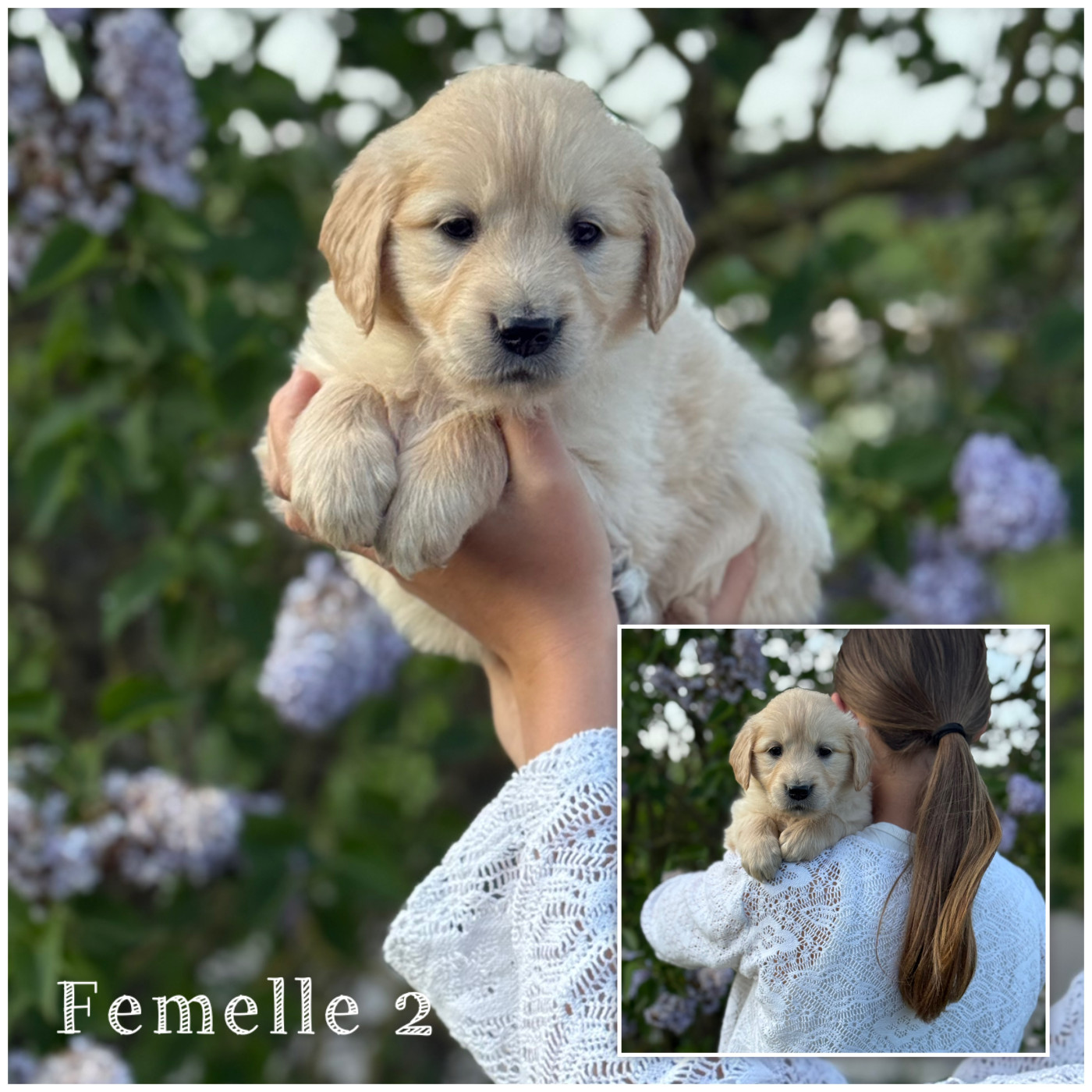 Des Terres De L'Avesnois - Chiots disponibles - Golden Retriever