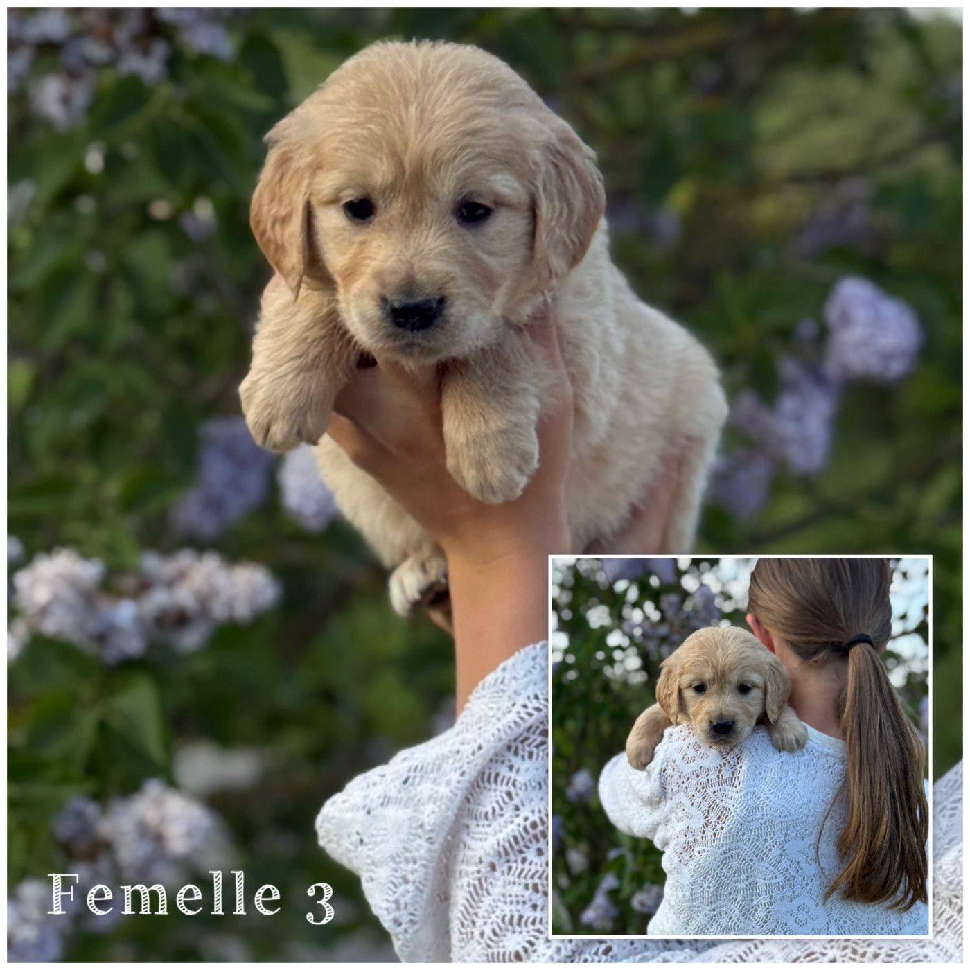 Des Terres De L'Avesnois - Chiots disponibles - Golden Retriever