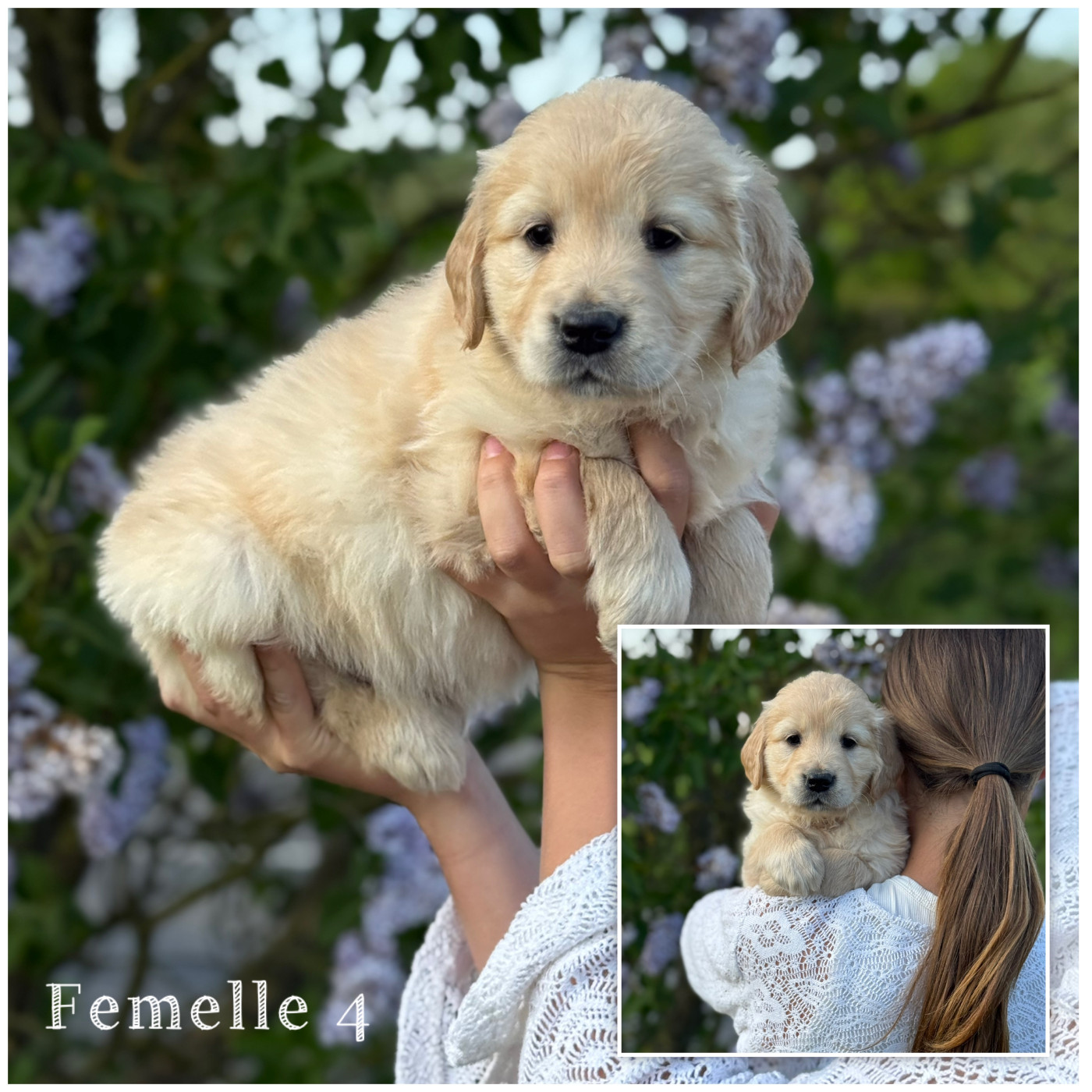 Des Terres De L'Avesnois - Chiots disponibles - Golden Retriever