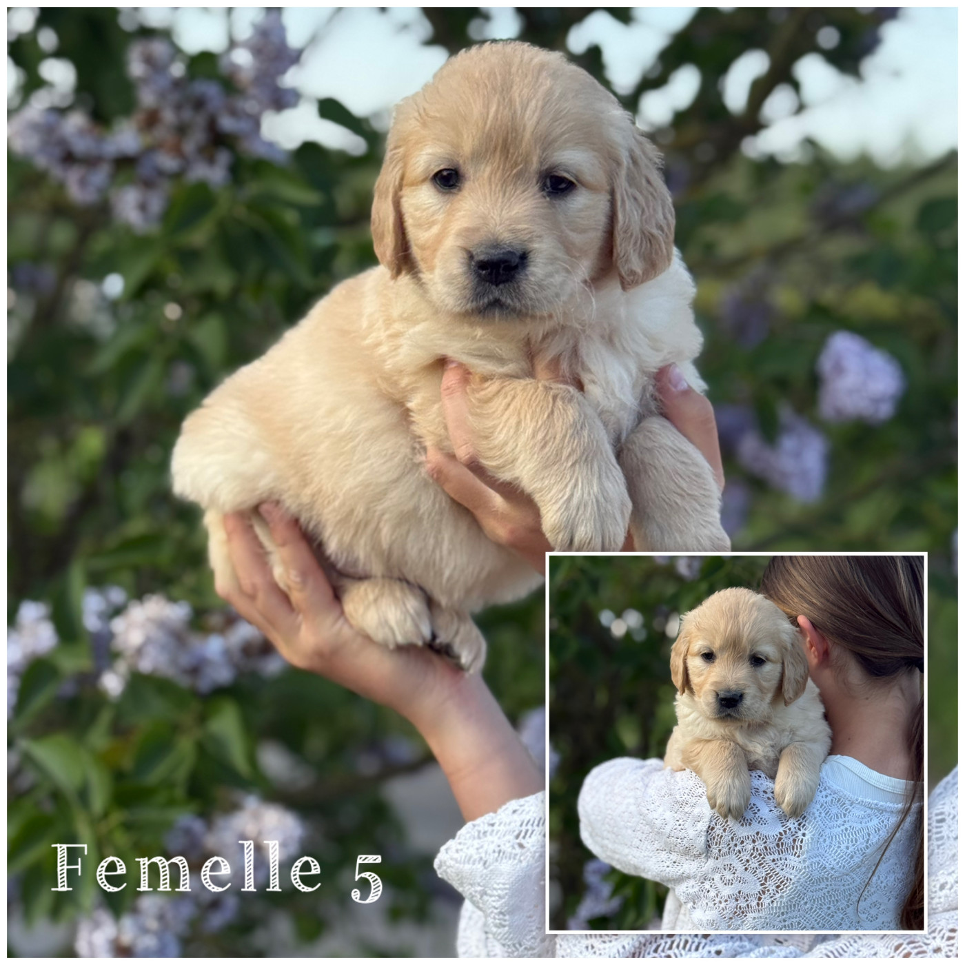 Des Terres De L'Avesnois - Chiots disponibles - Golden Retriever