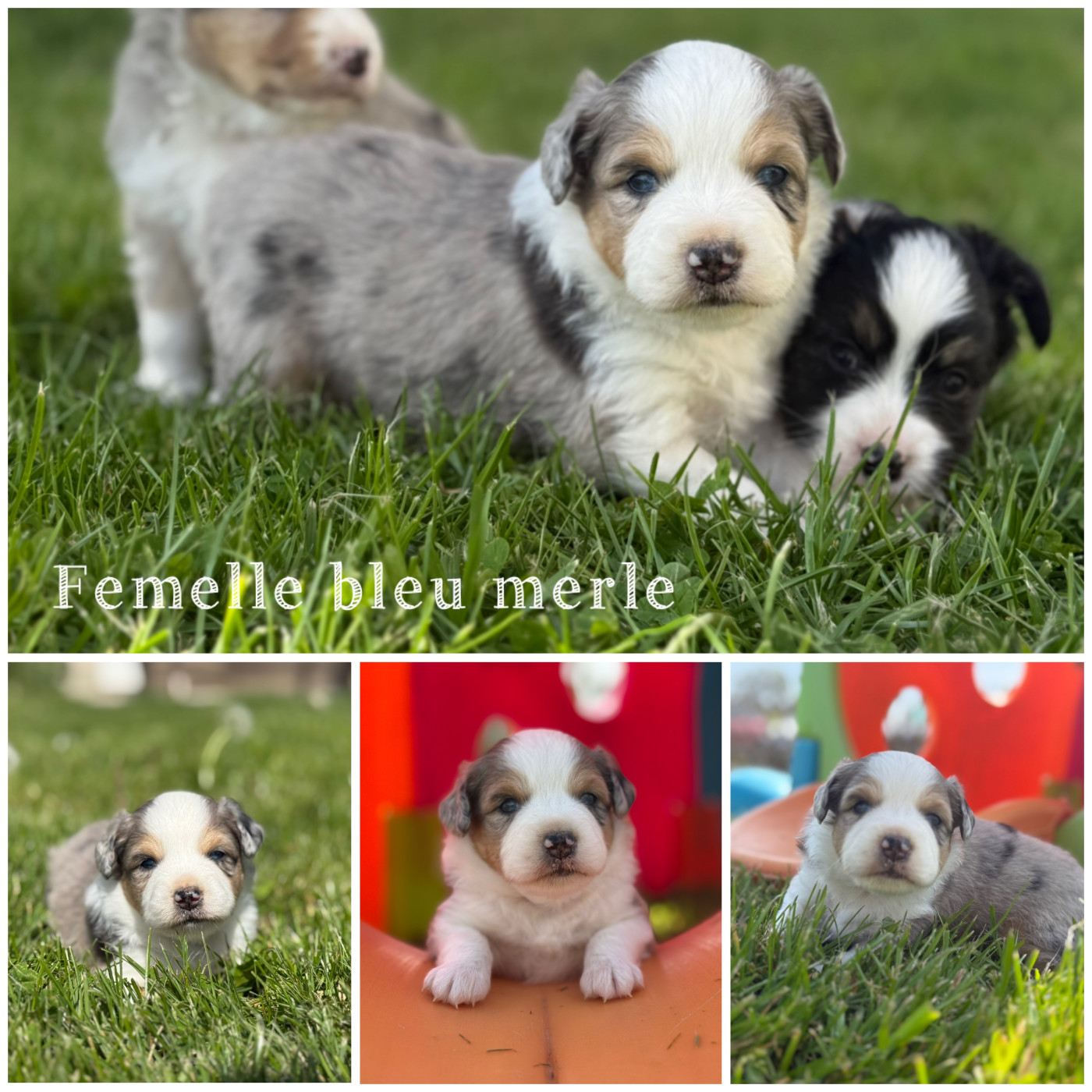 Des Terres De L'Avesnois - Chiots disponibles - Berger Américain Miniature 