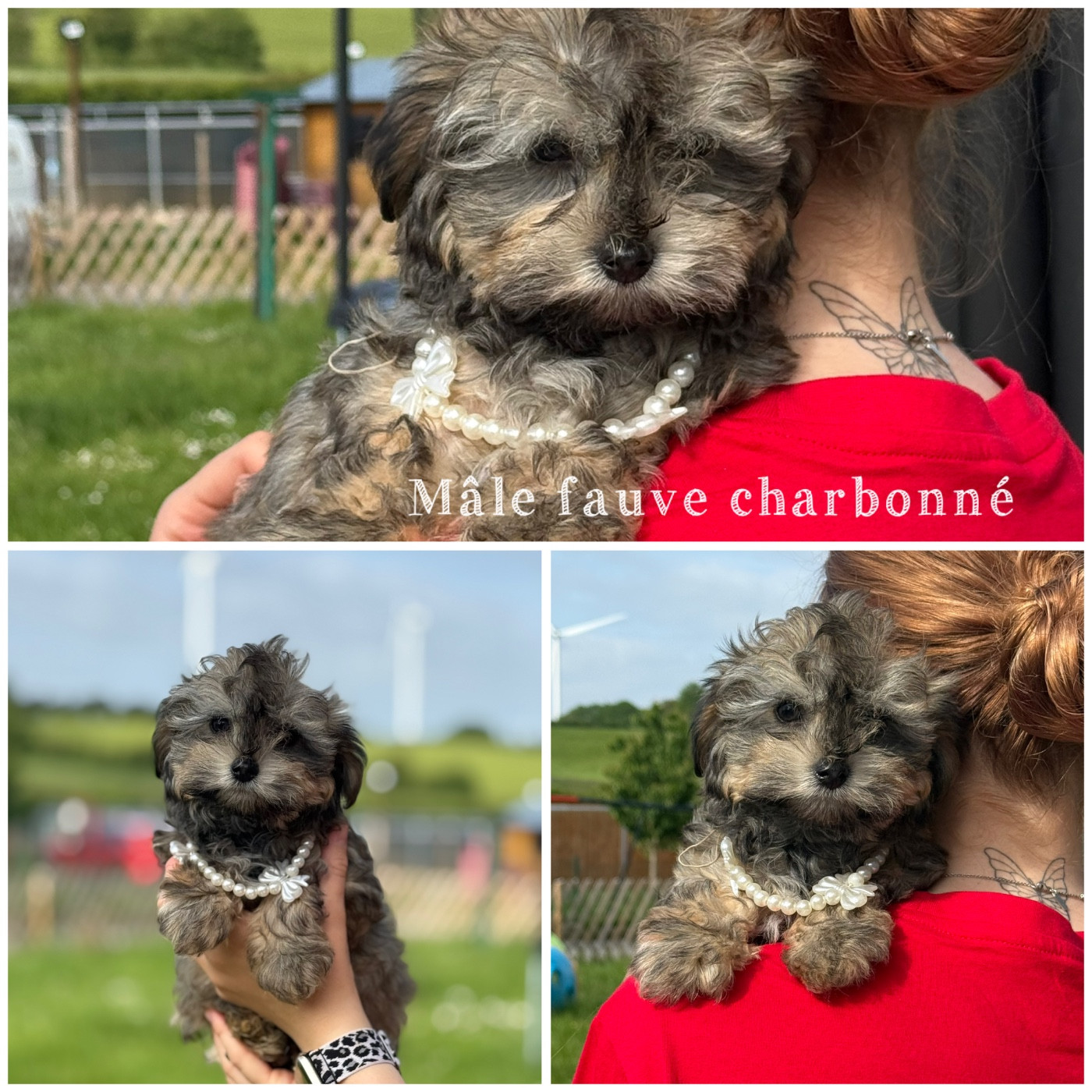 Des Terres De L'Avesnois - Chiots disponibles - Bichon Havanais