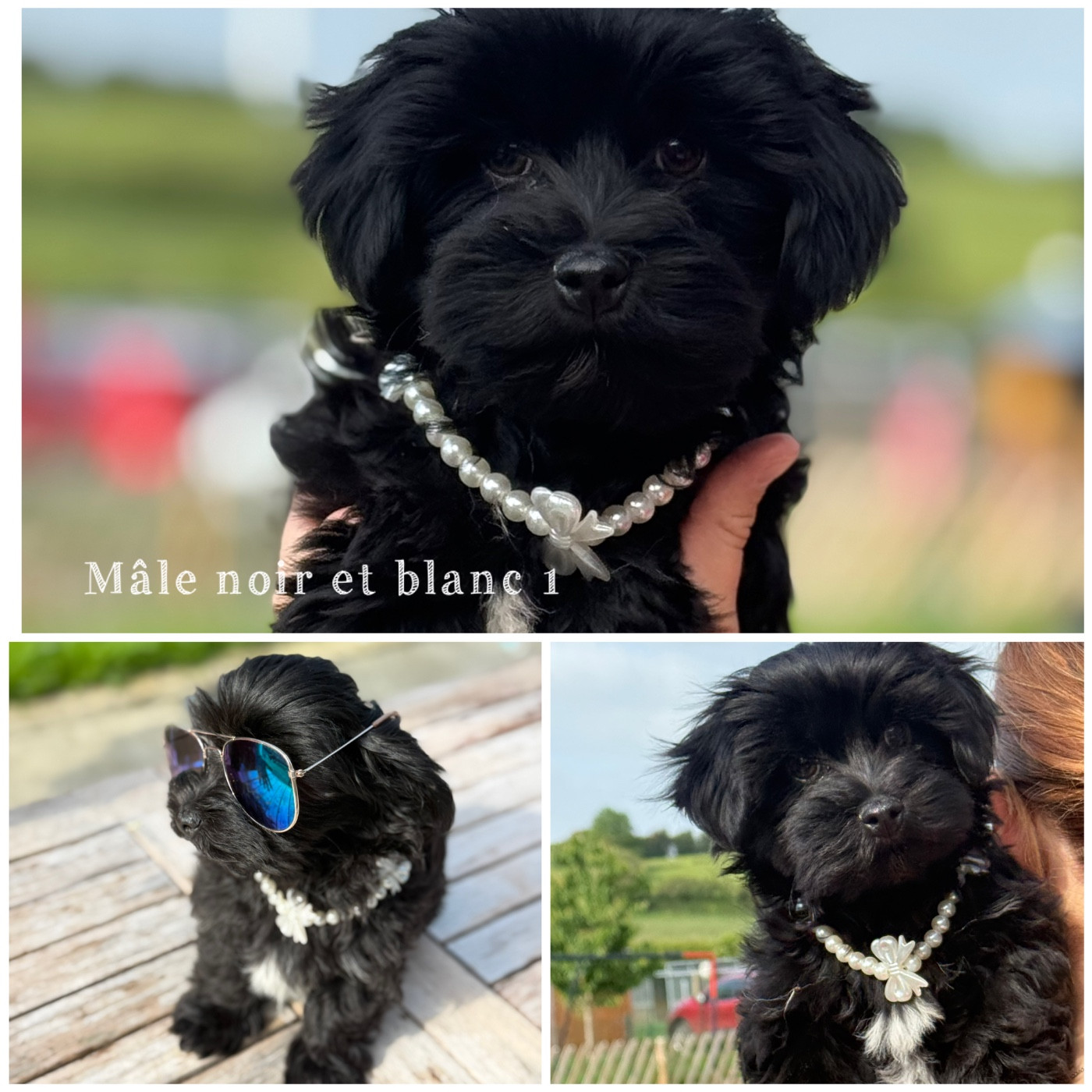 Des Terres De L'Avesnois - Chiots disponibles - Bichon Havanais