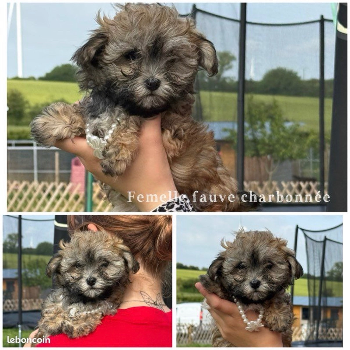 Des Terres De L'Avesnois - Chiots disponibles - Bichon Havanais
