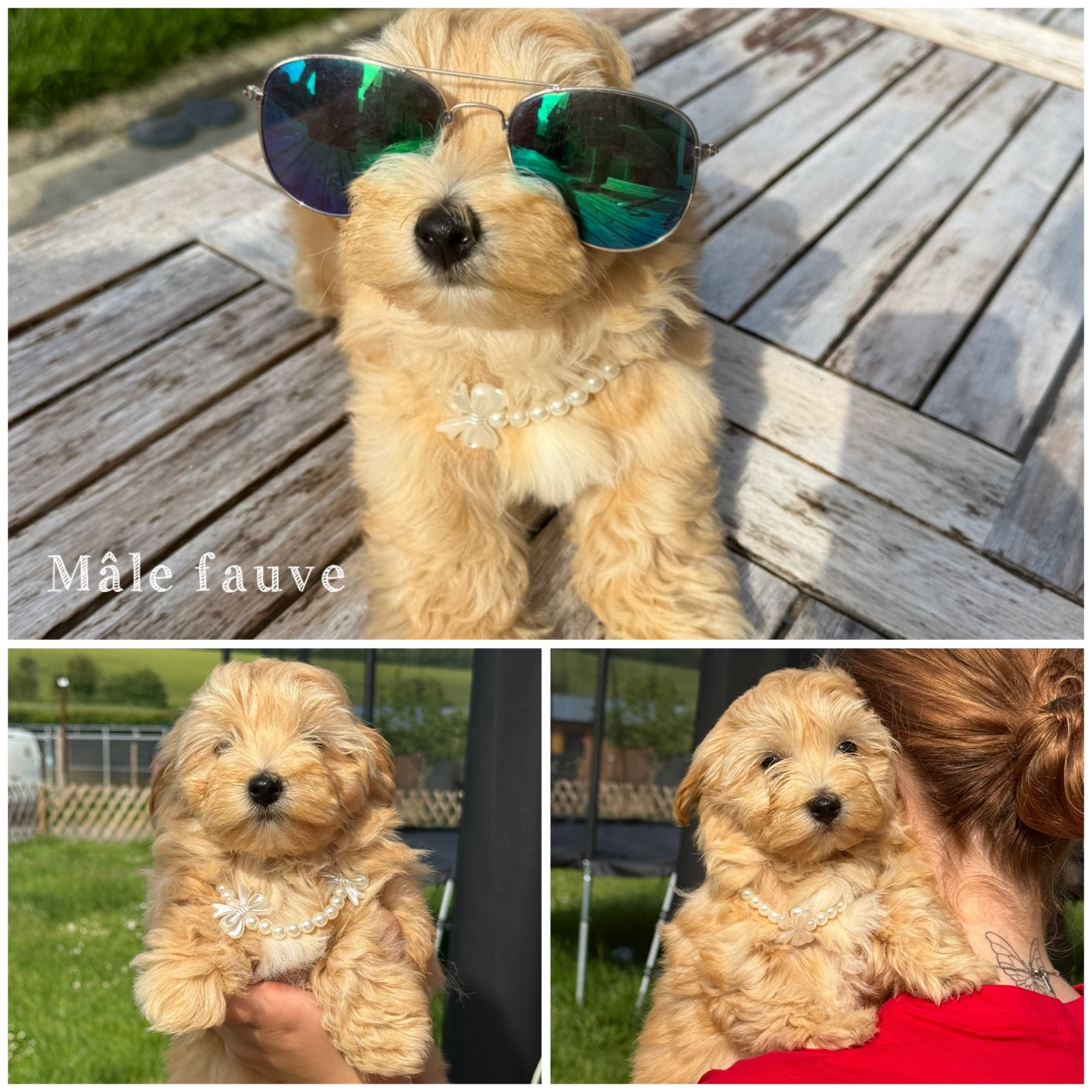 Des Terres De L'Avesnois - Chiots disponibles - Bichon Havanais