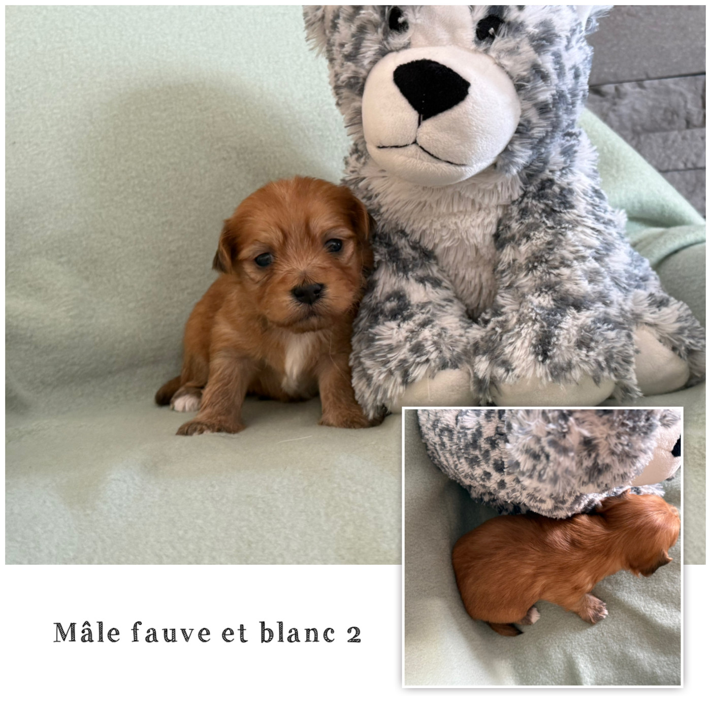 Des Terres De L'Avesnois - Chiots disponibles - Bichon Havanais